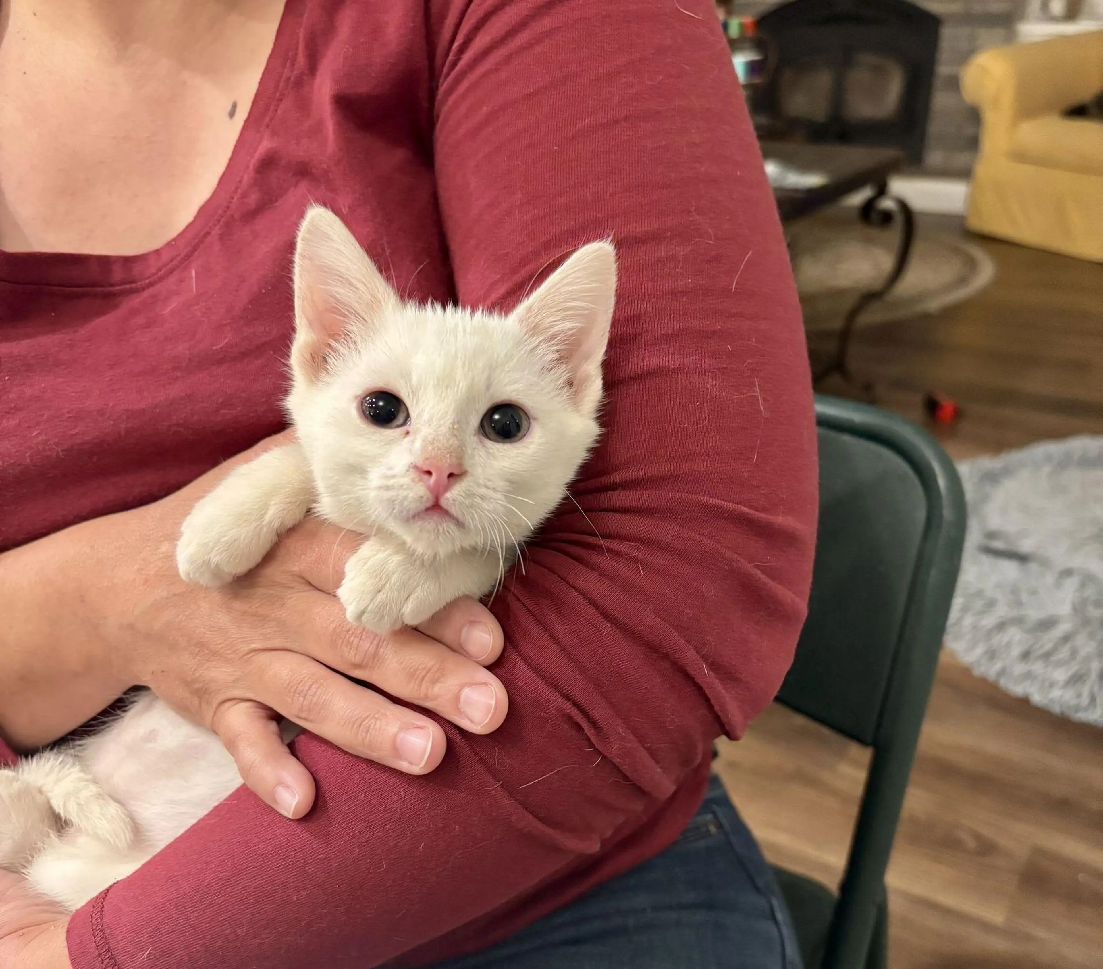 Found pet