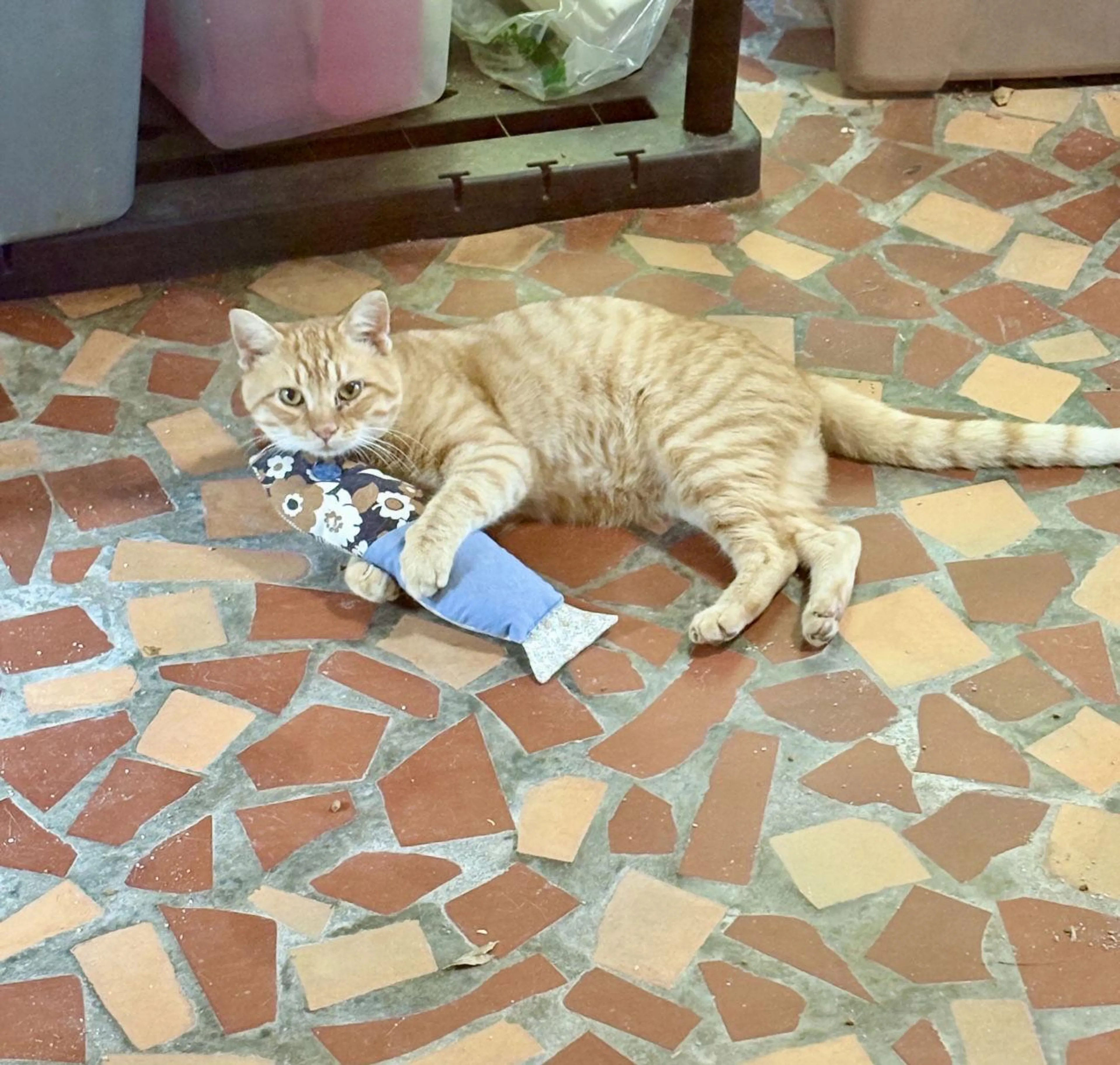 Found pet-2