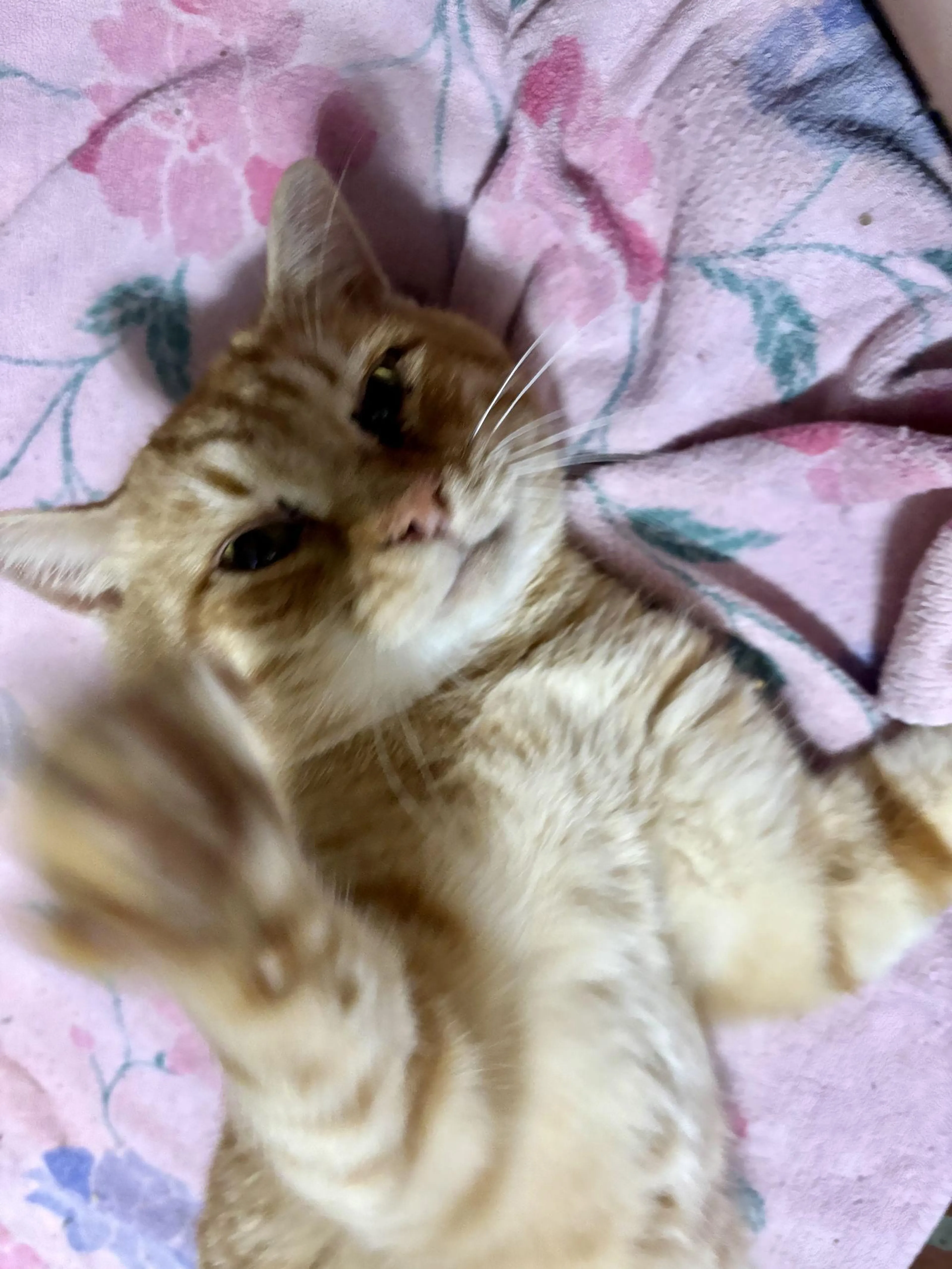 Found pet-1
