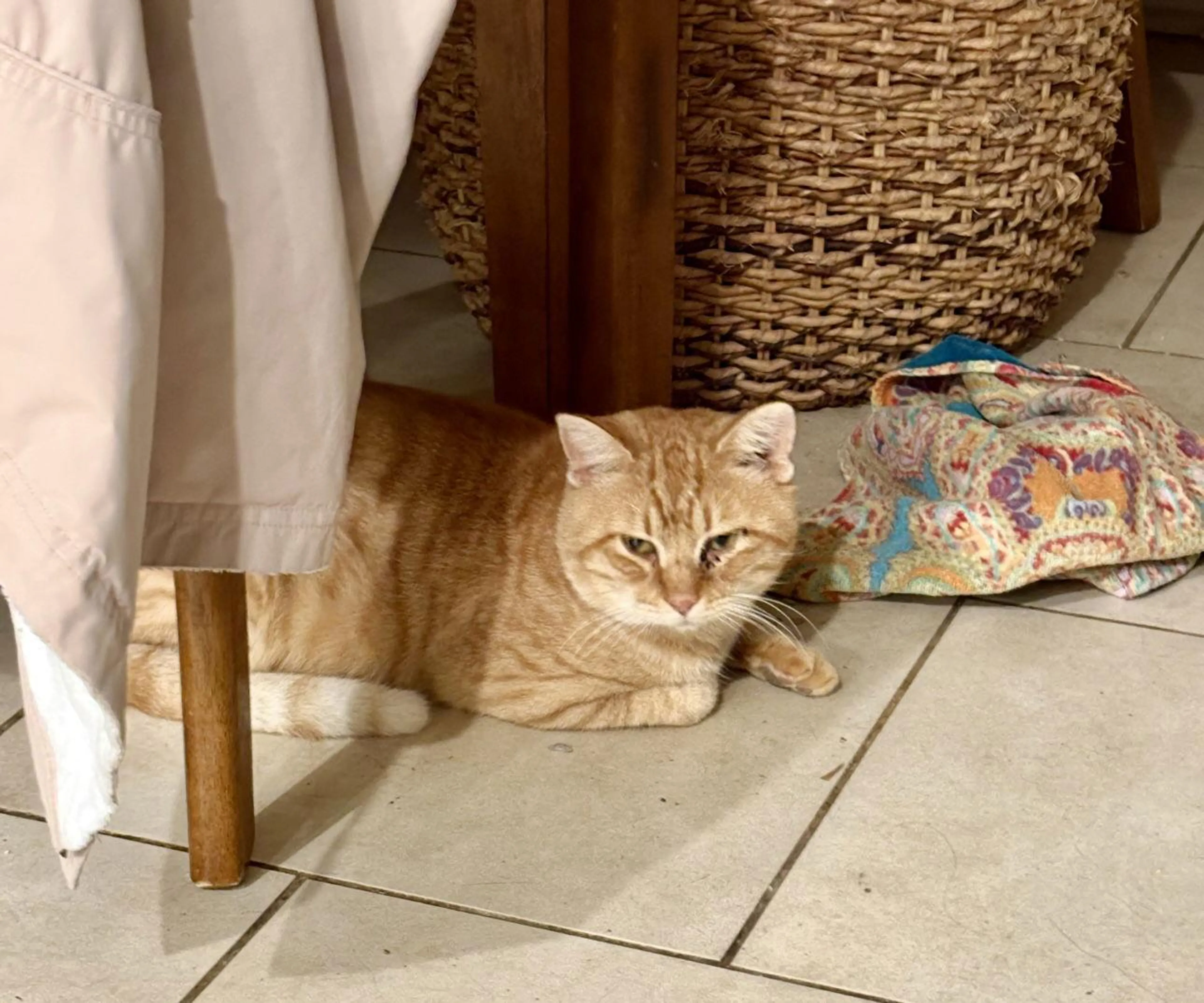 Found pet-0