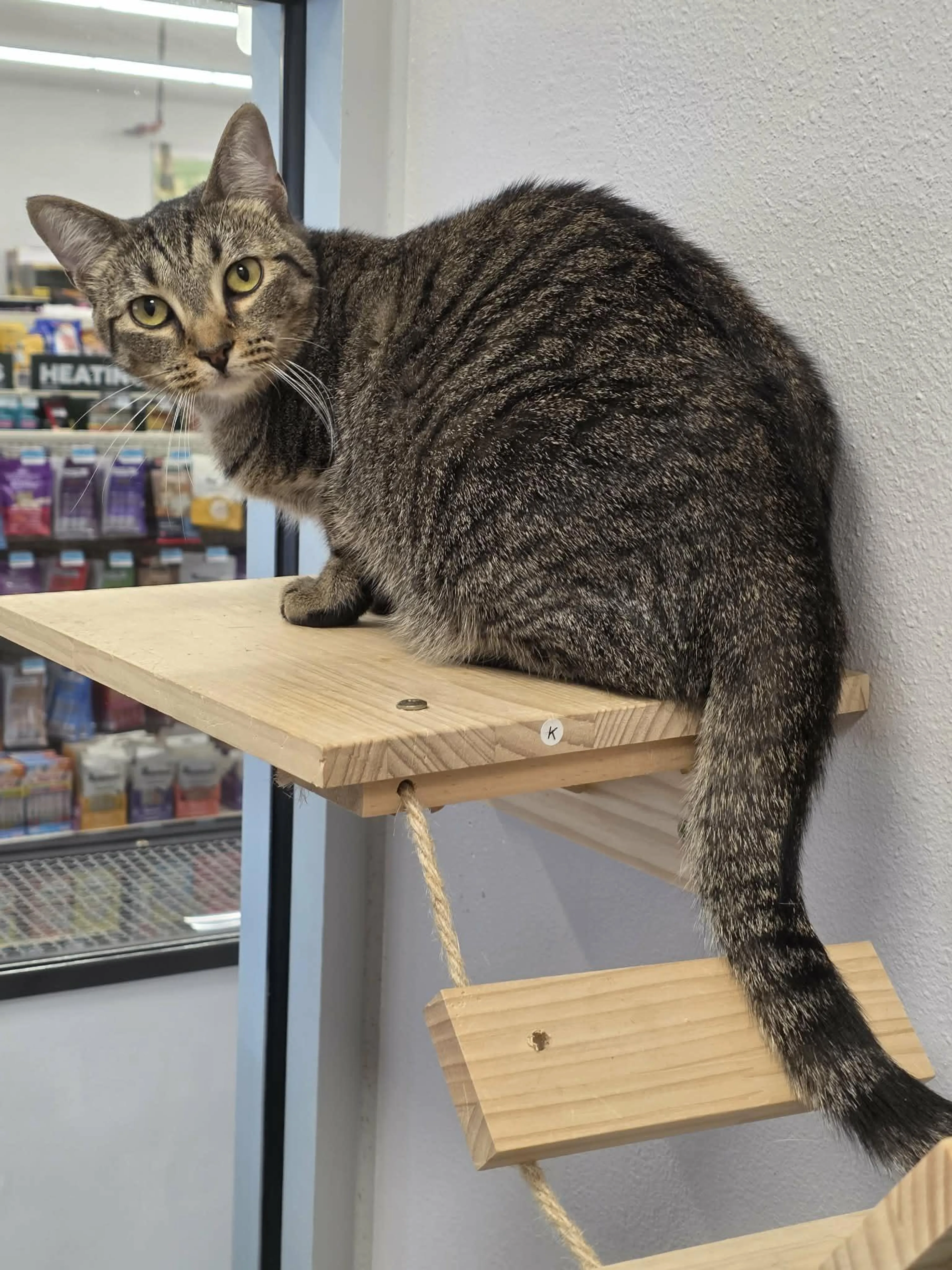 Found pet-1