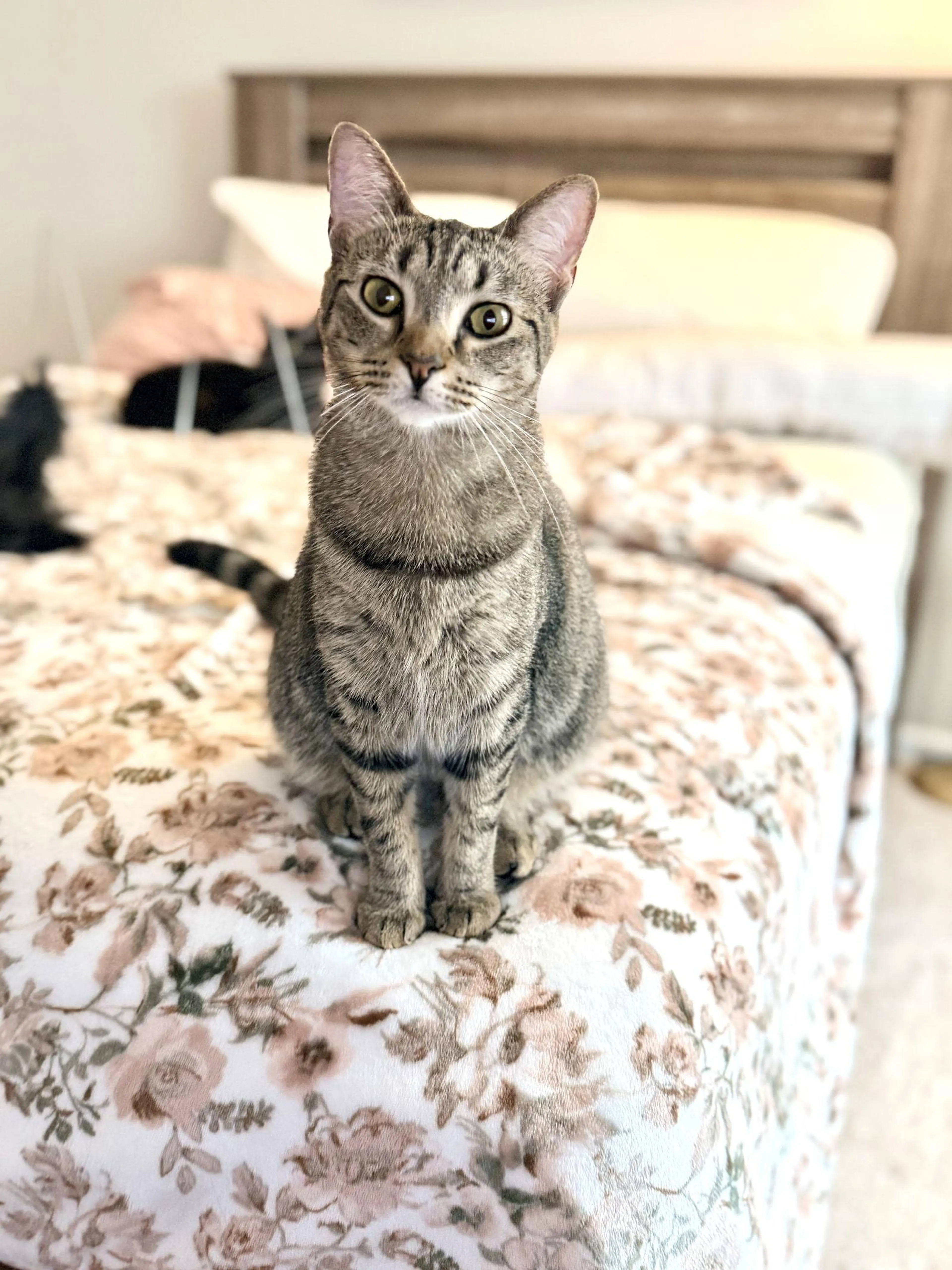 Found pet-2