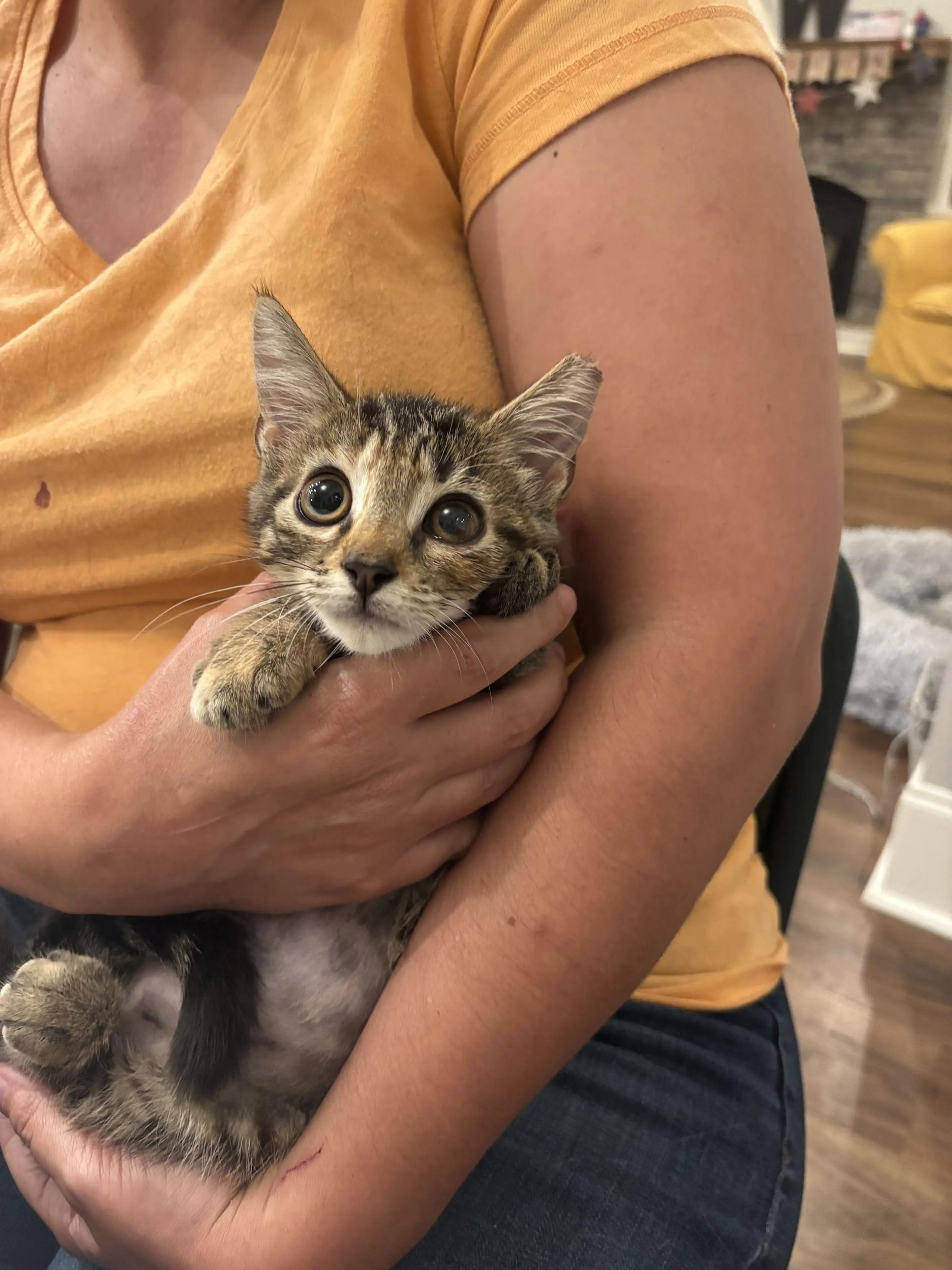 Found pet