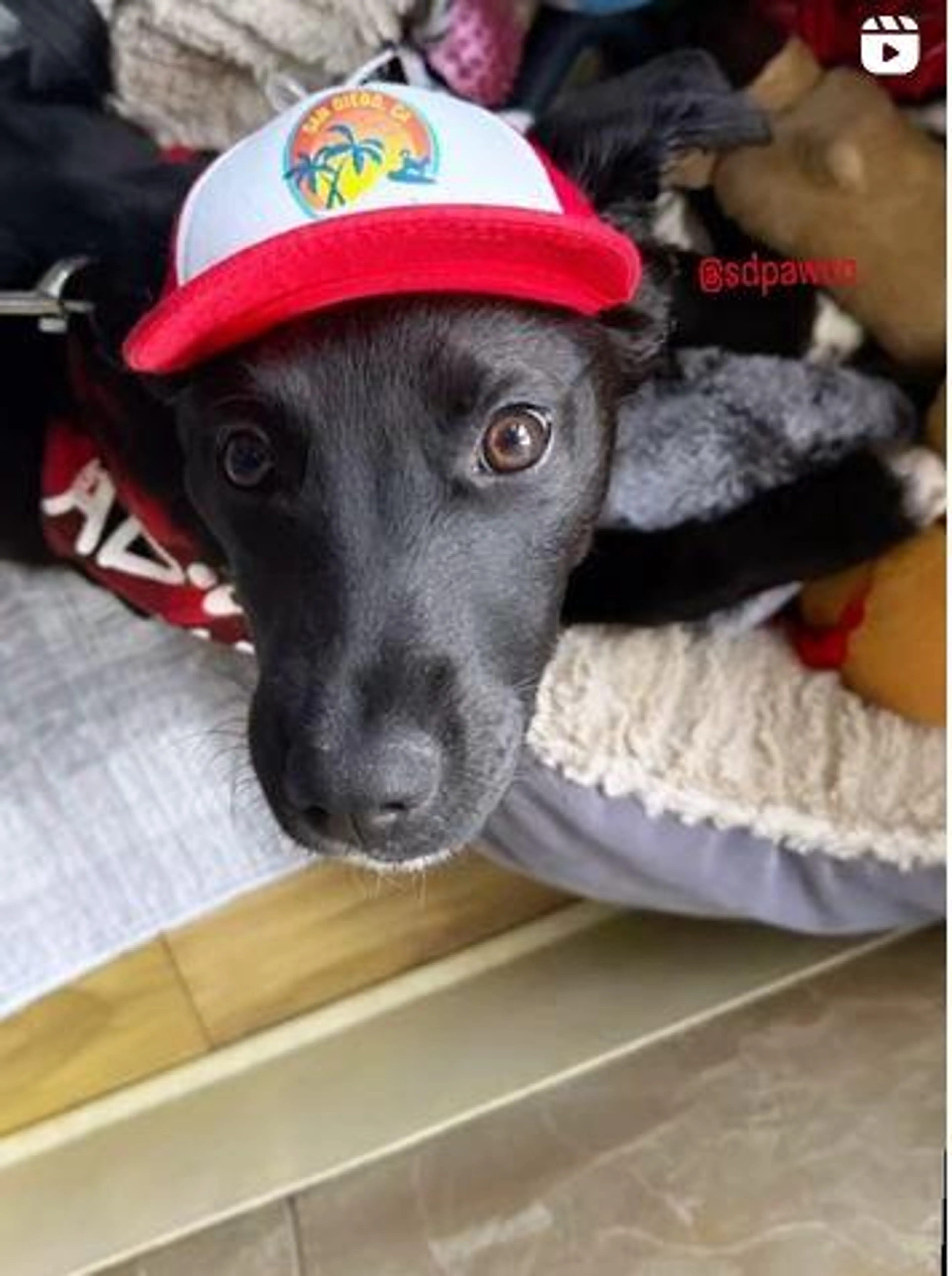 Found pet