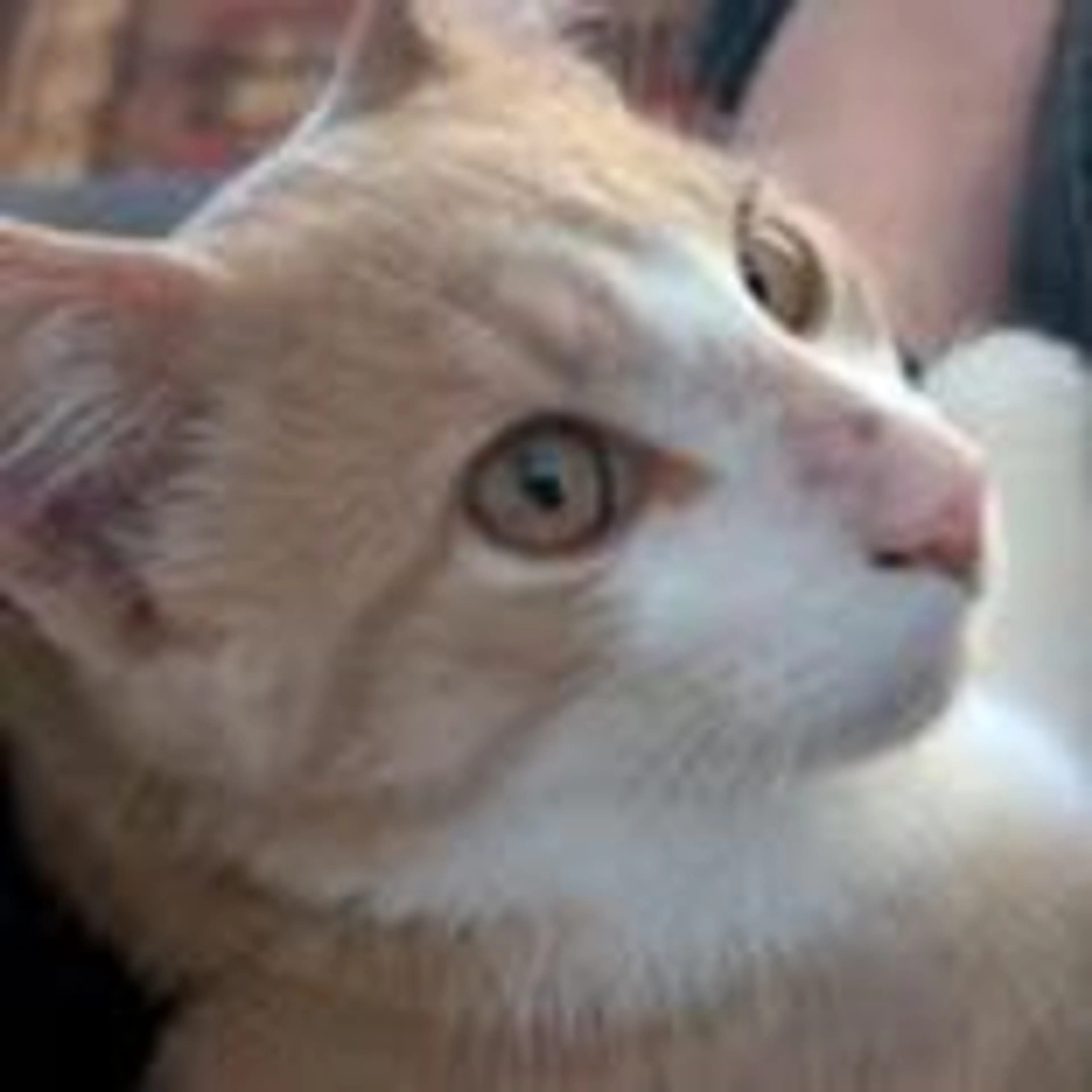 Lost pet