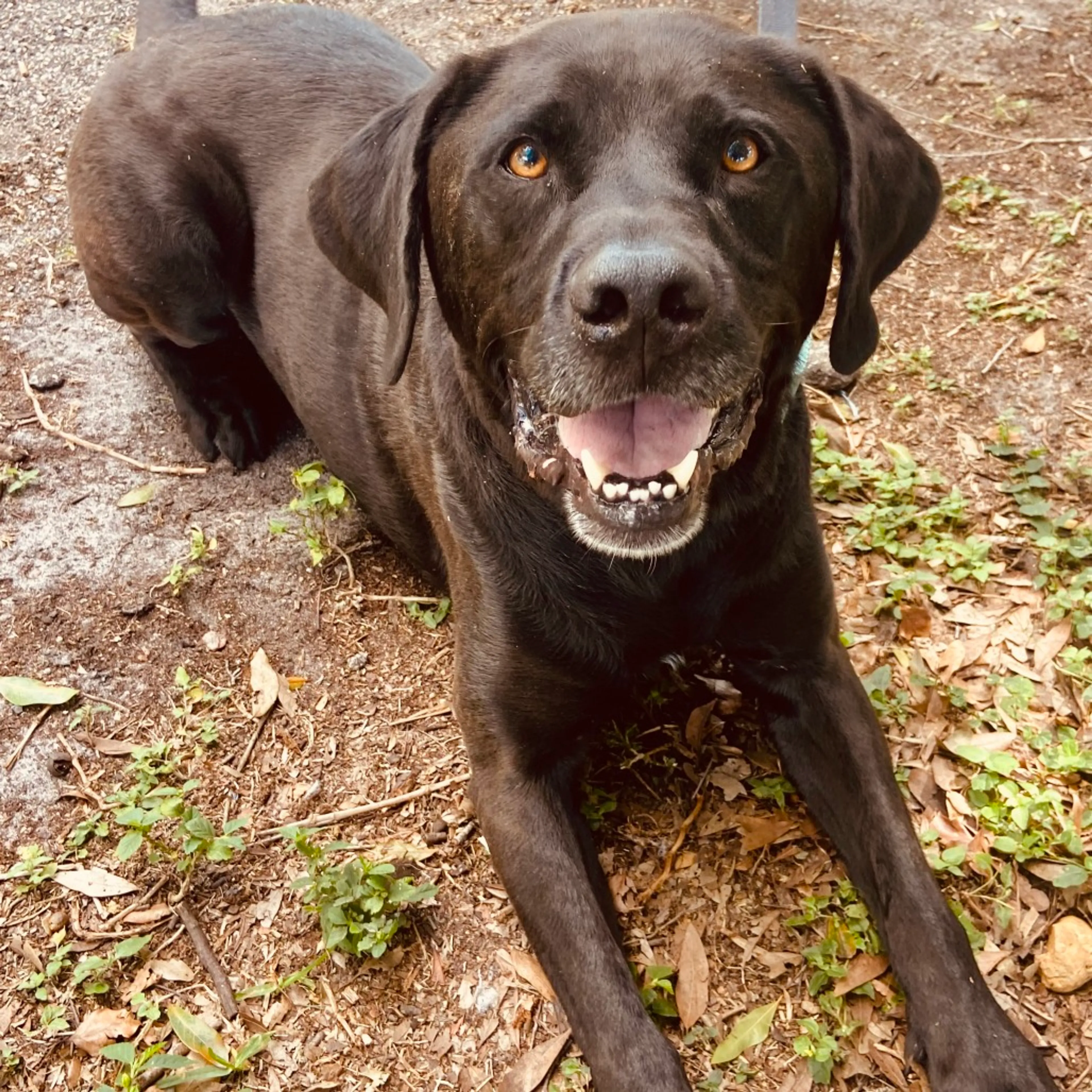 Found pet-1