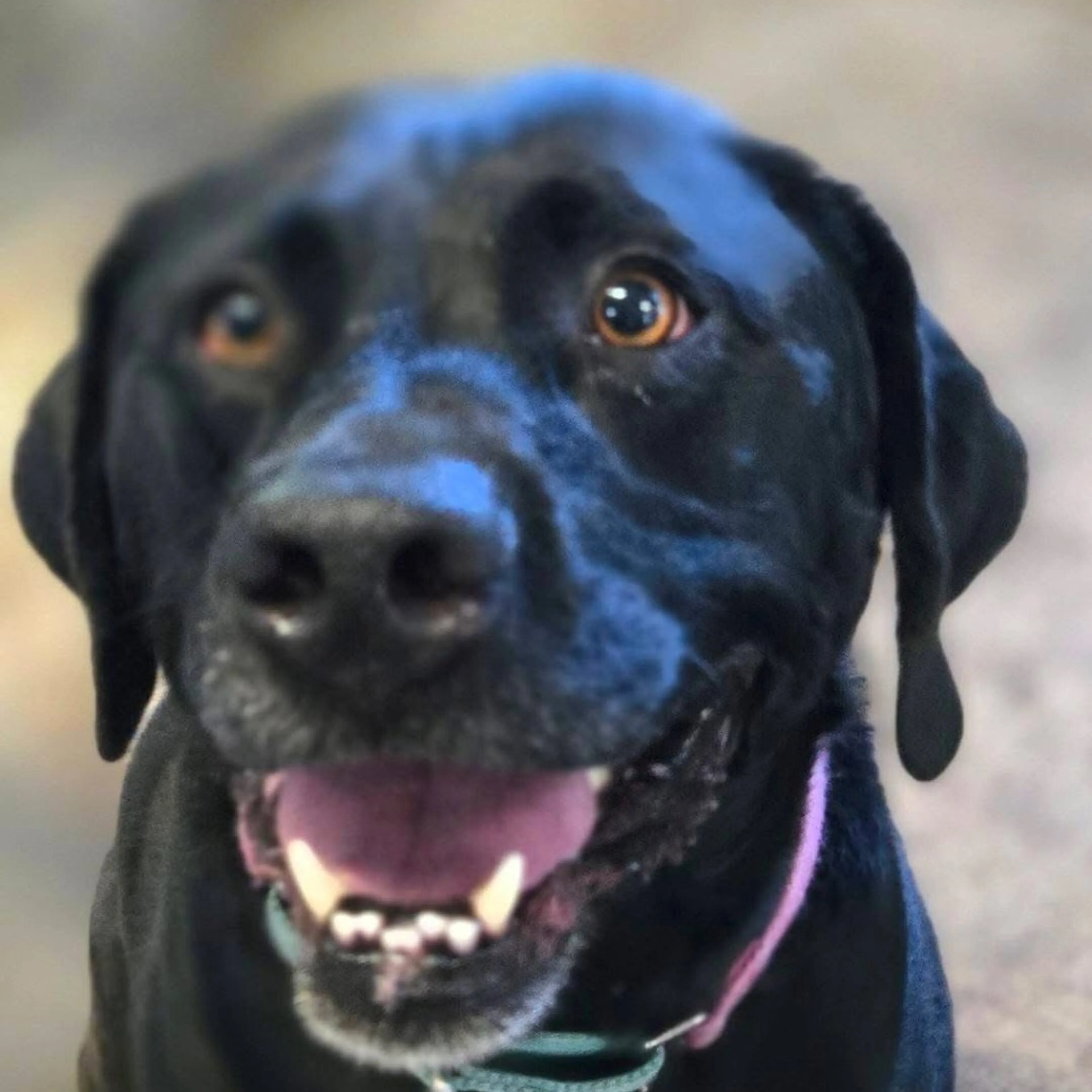 Found pet-2