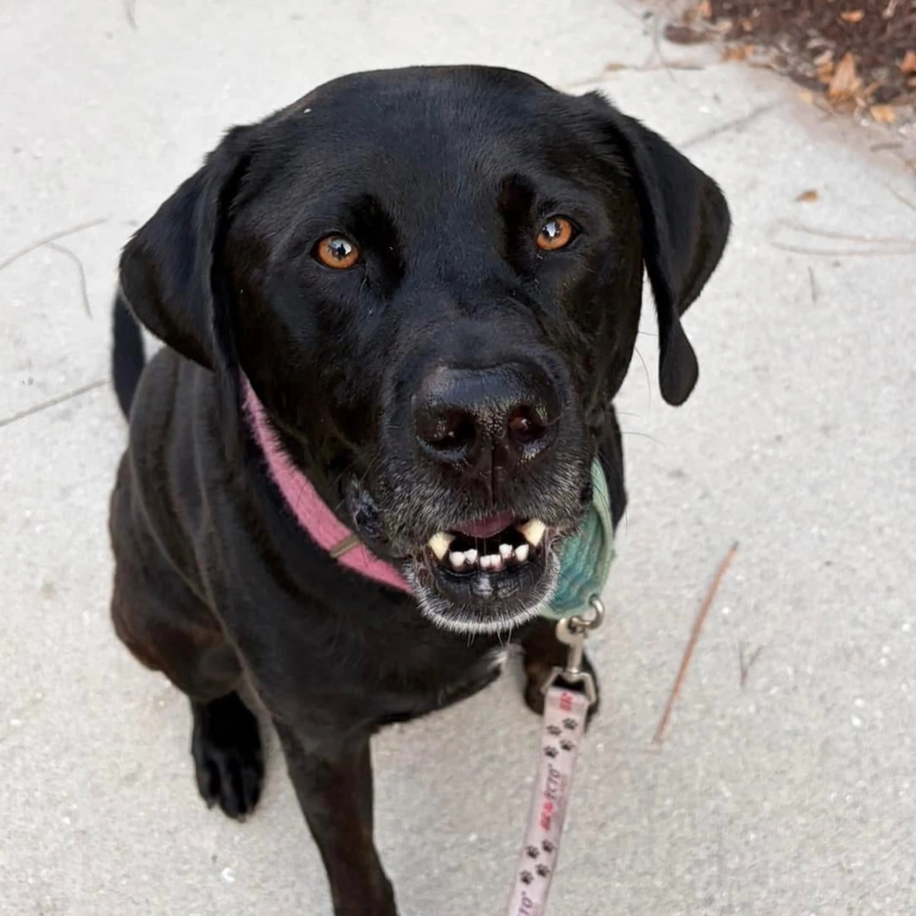 Found pet-3