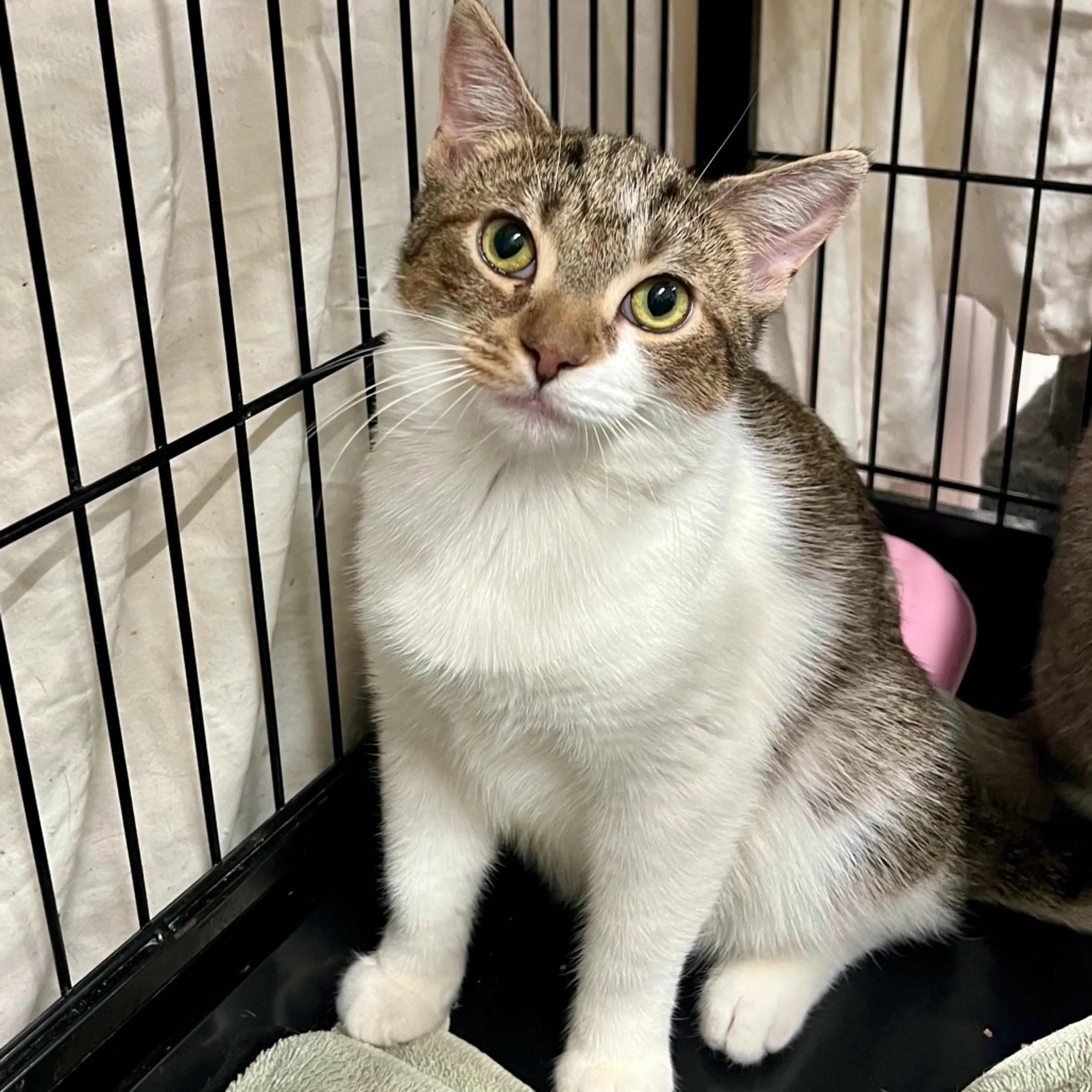 Found pet-4