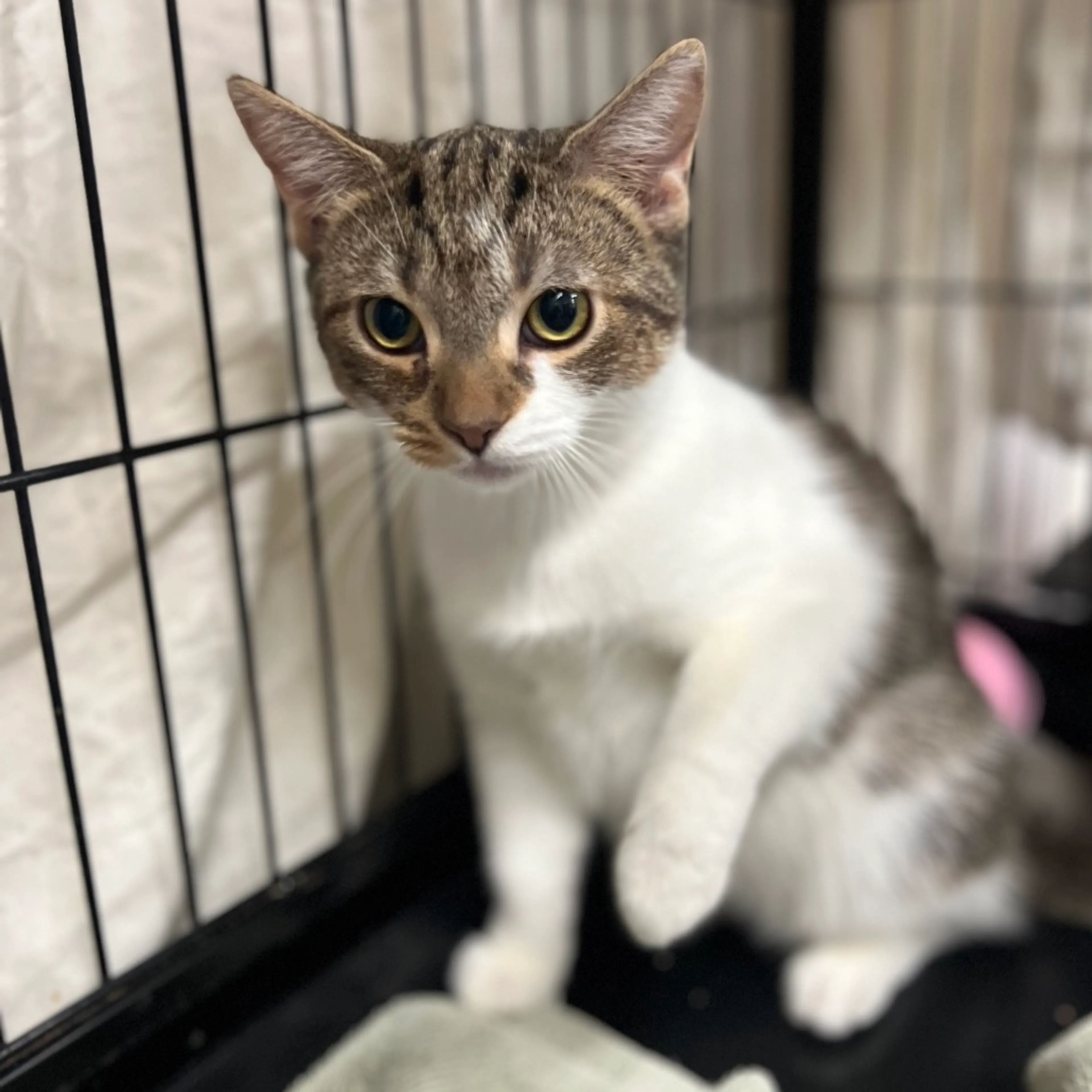 Found pet-3