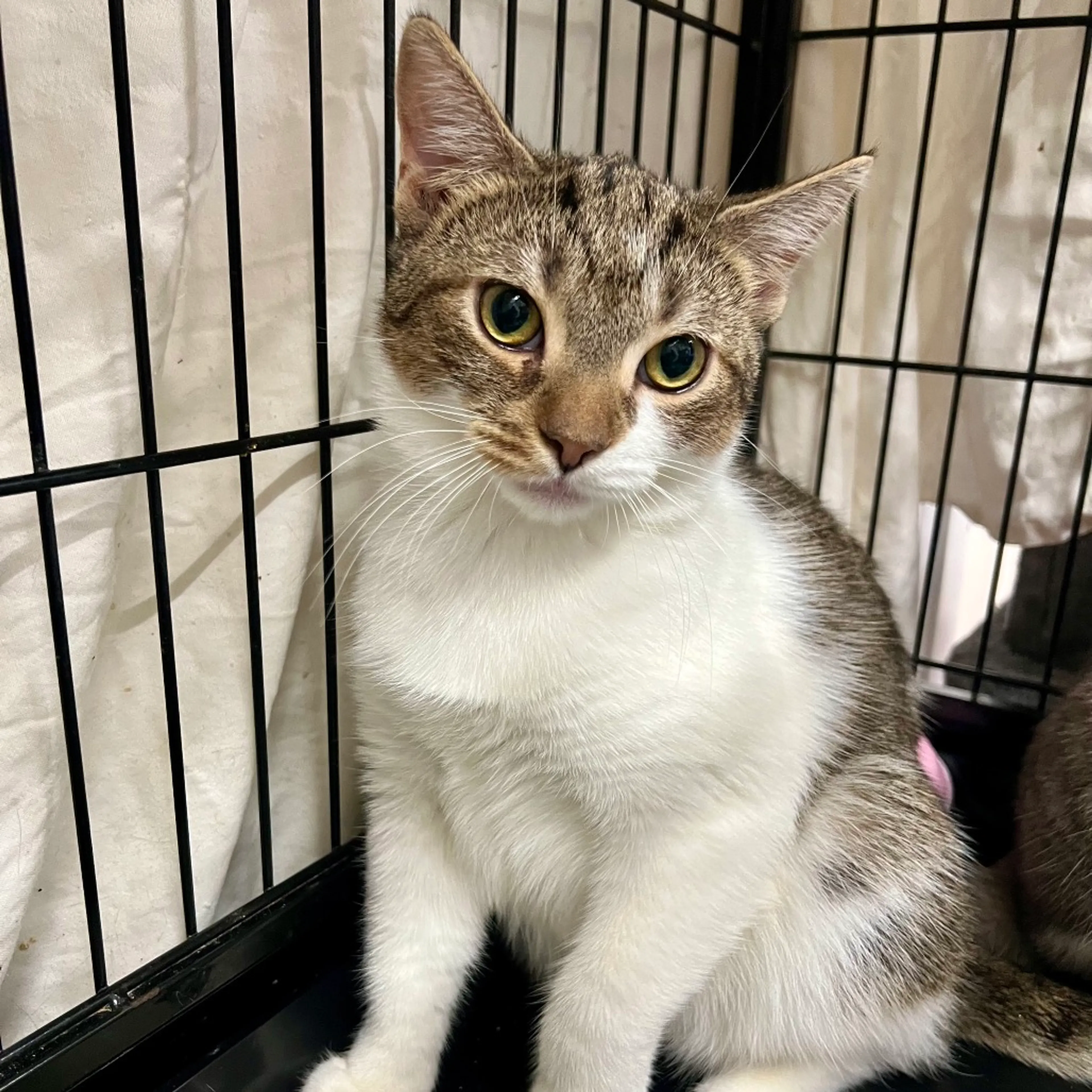 Found pet-1