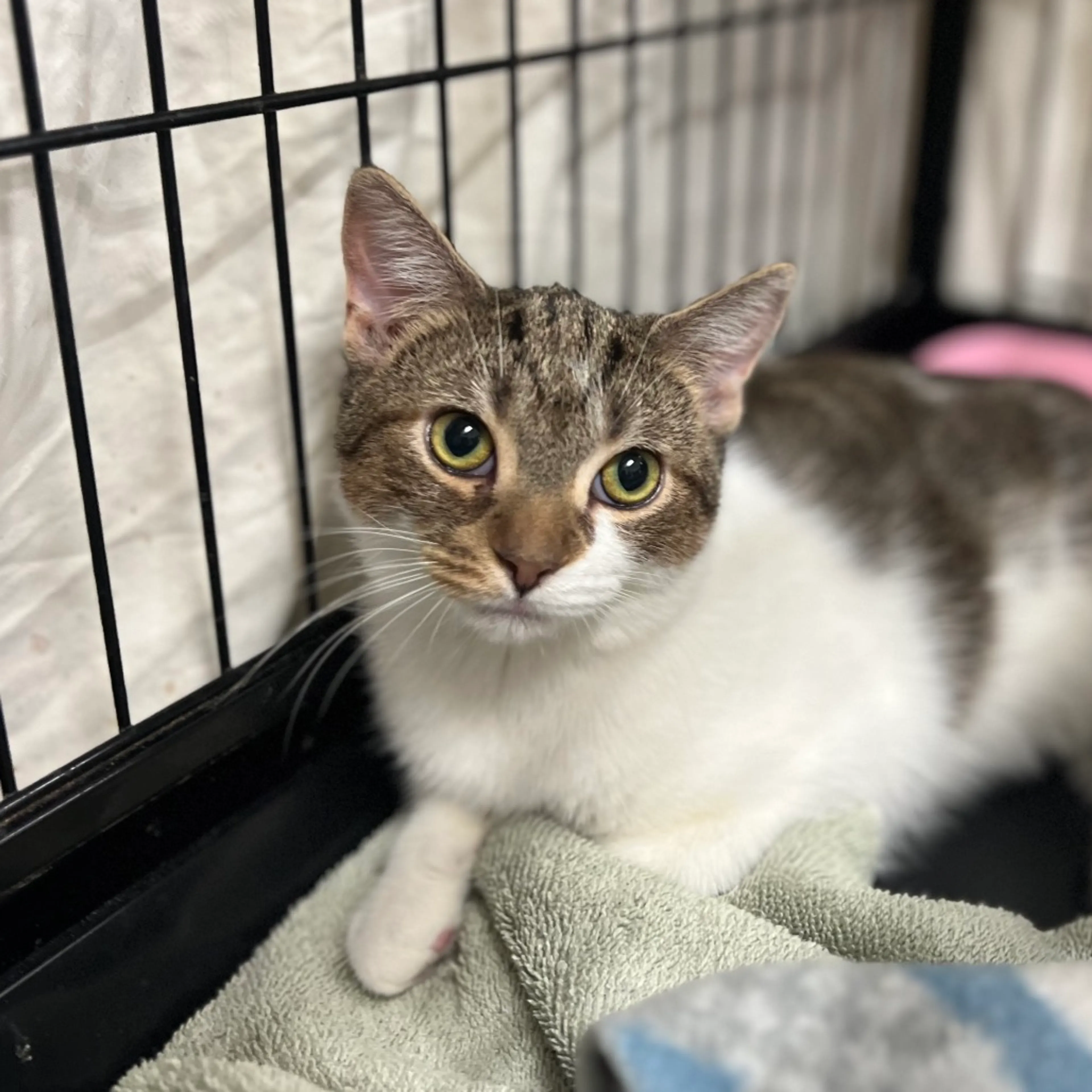 Found pet-2