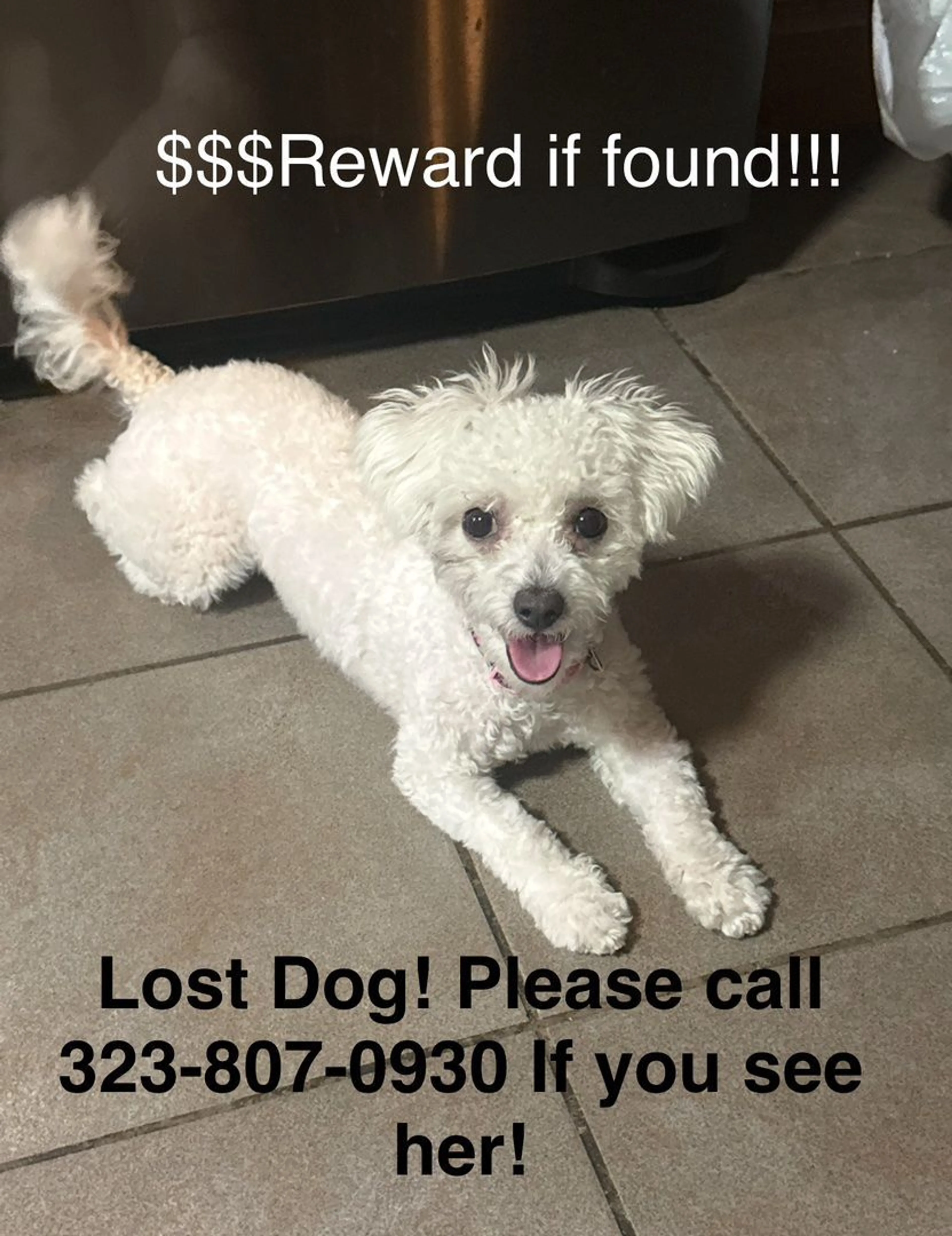 Lost pet