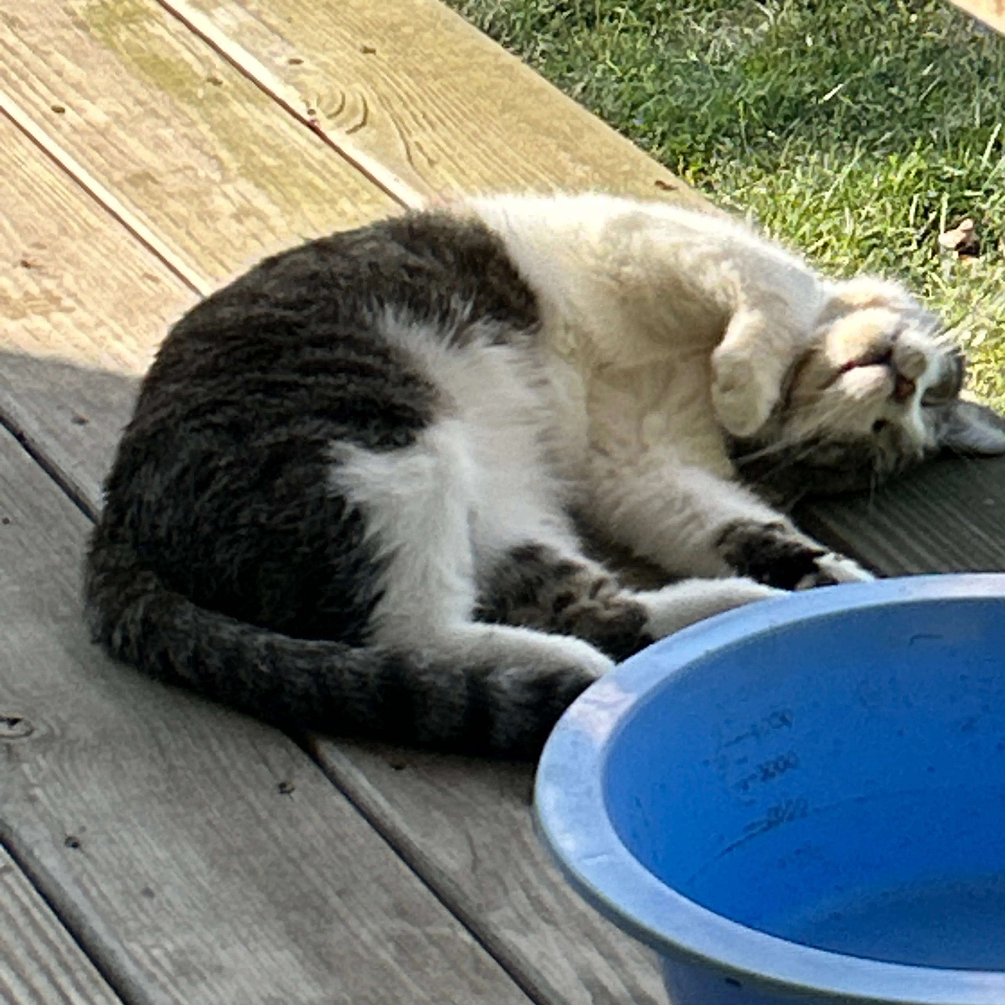Lost pet-3
