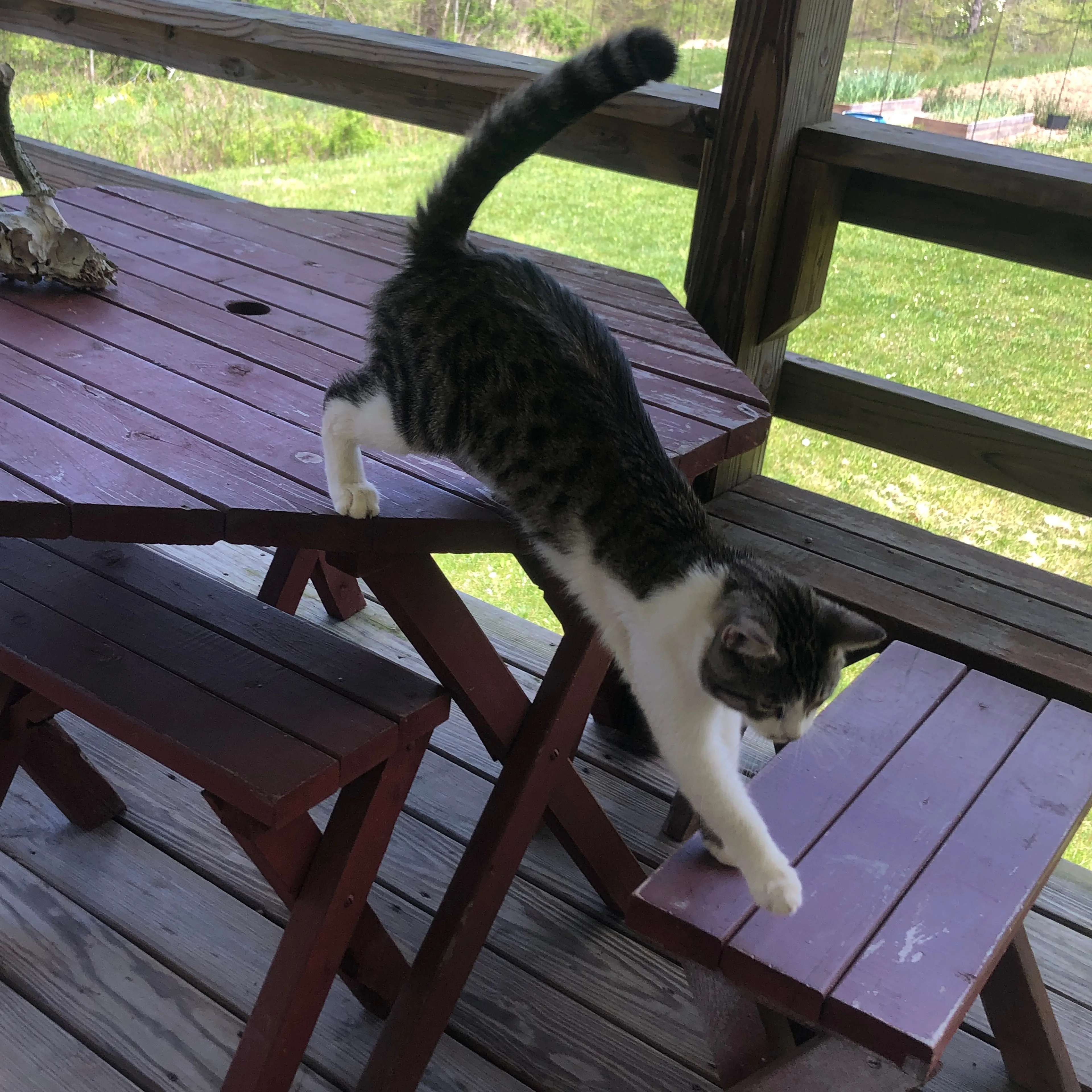 Lost pet-1