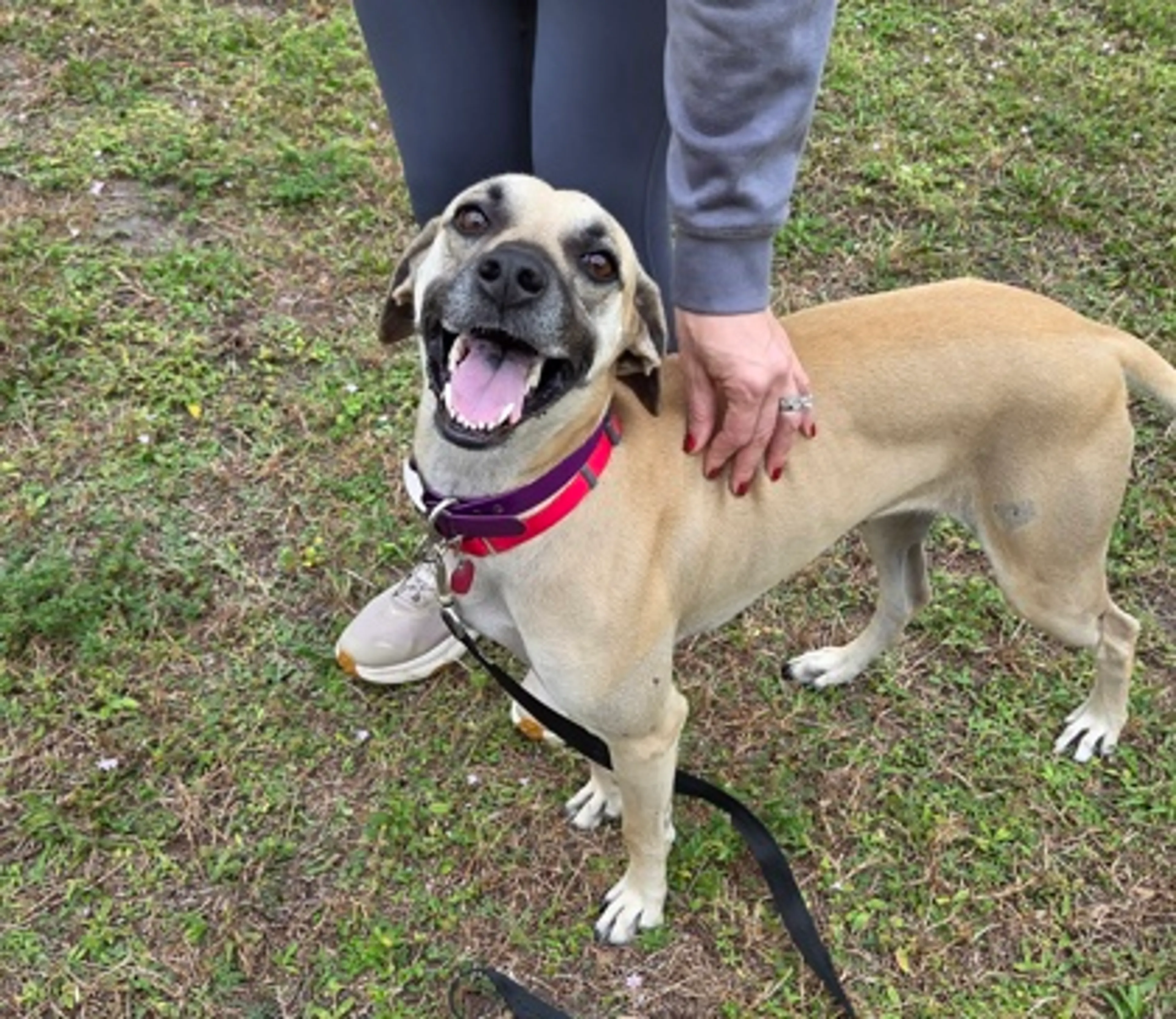 Found pet-2