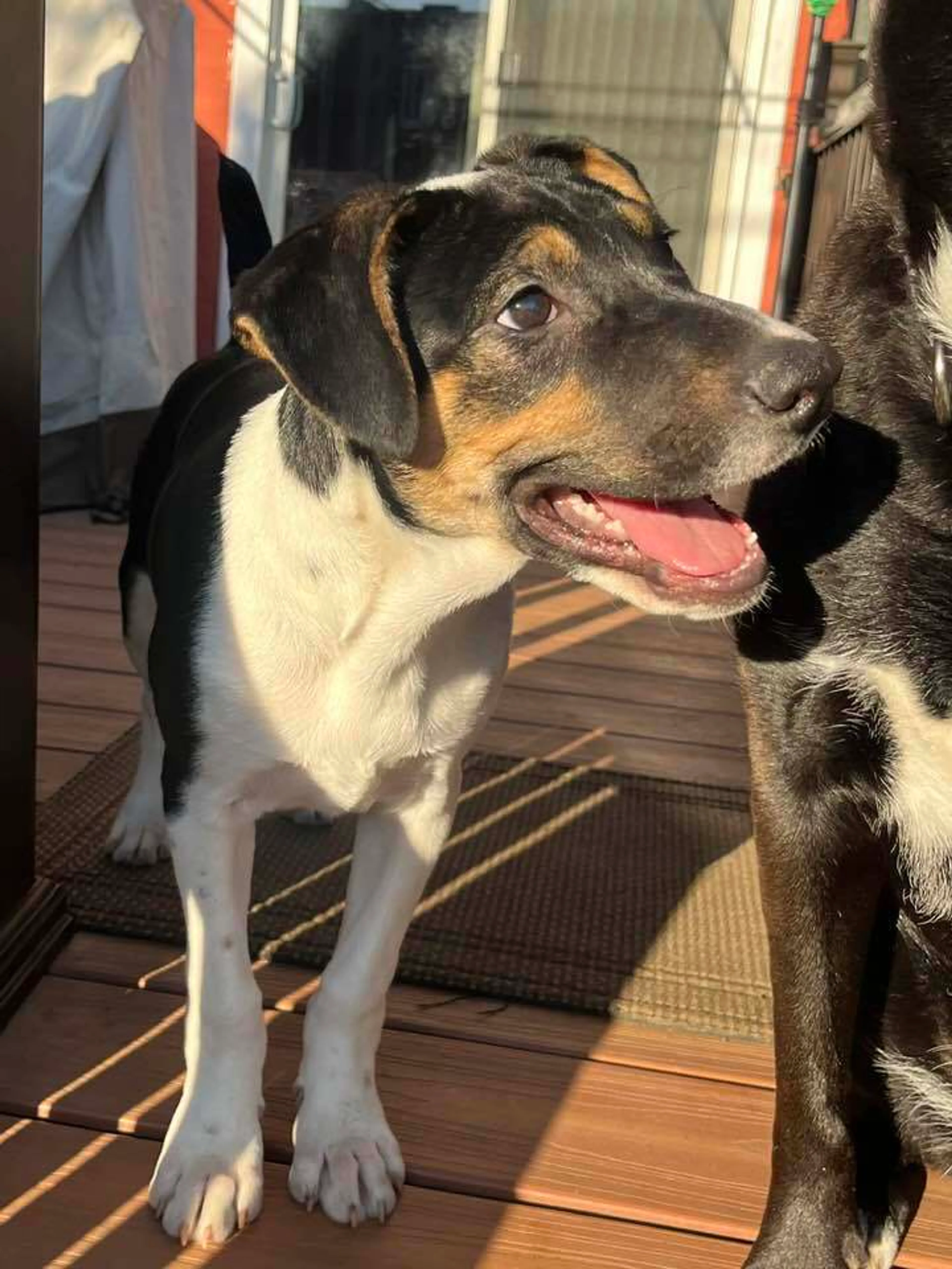 Found pet-3