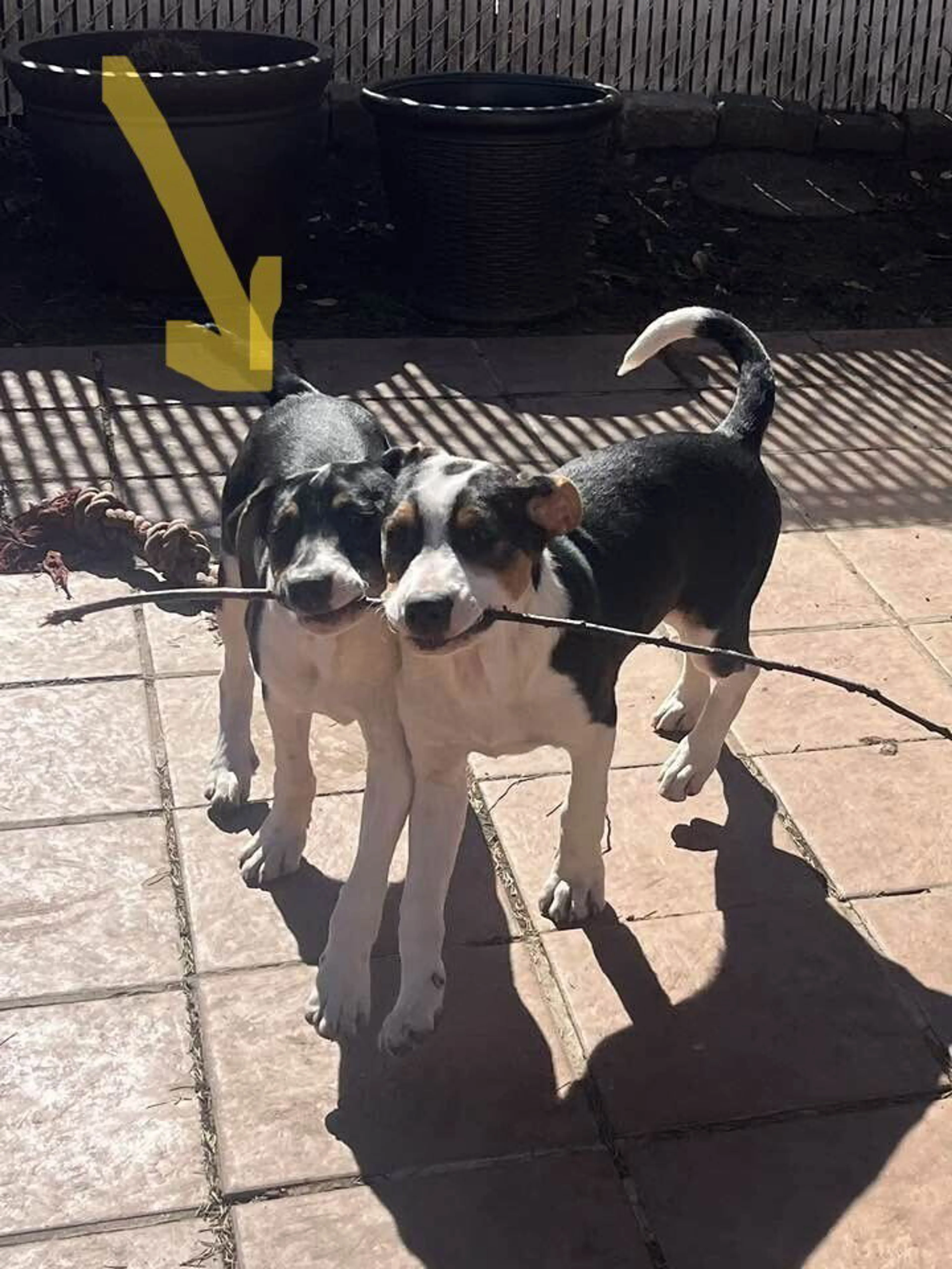Found pet-2
