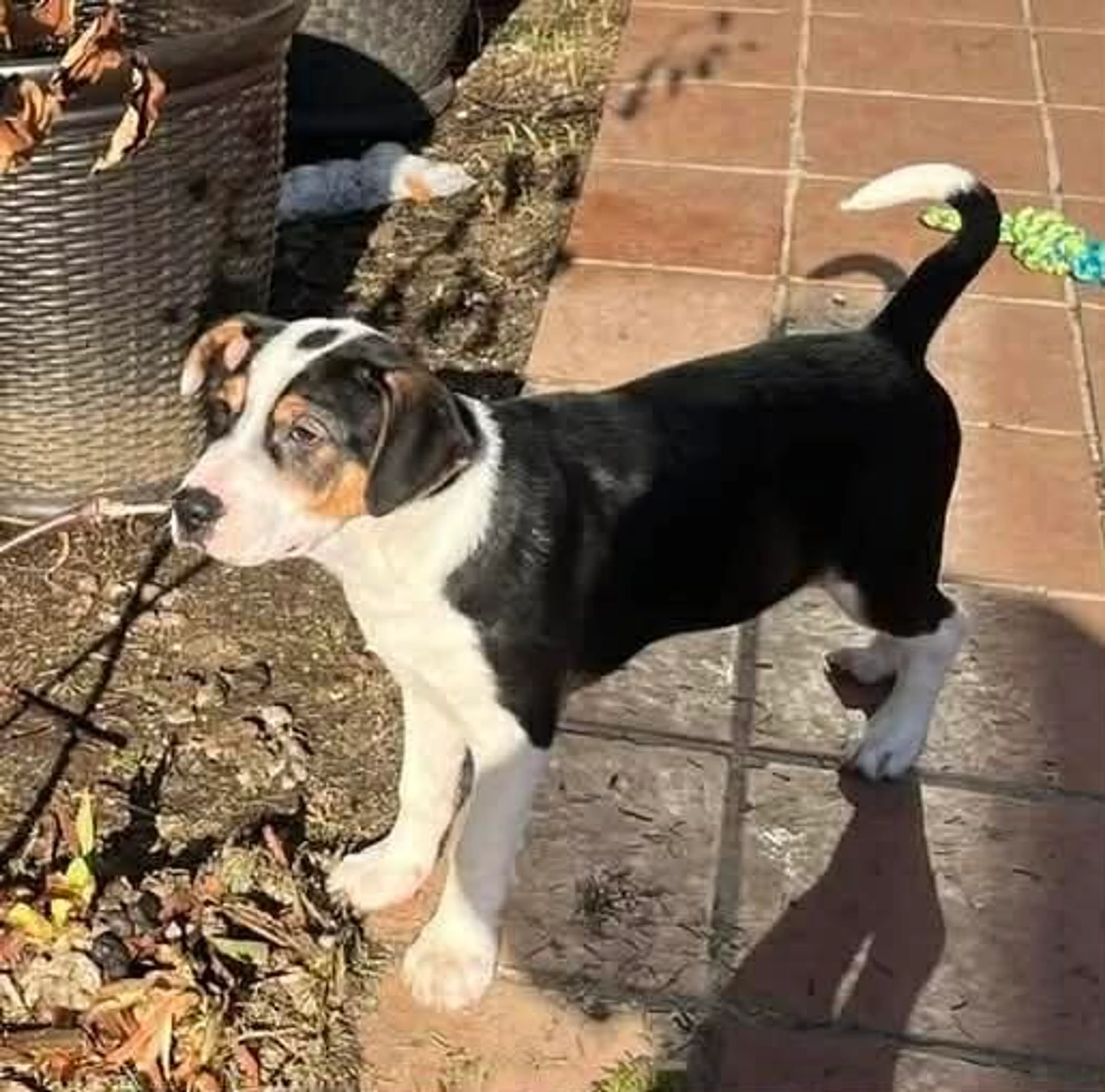 Found pet-3