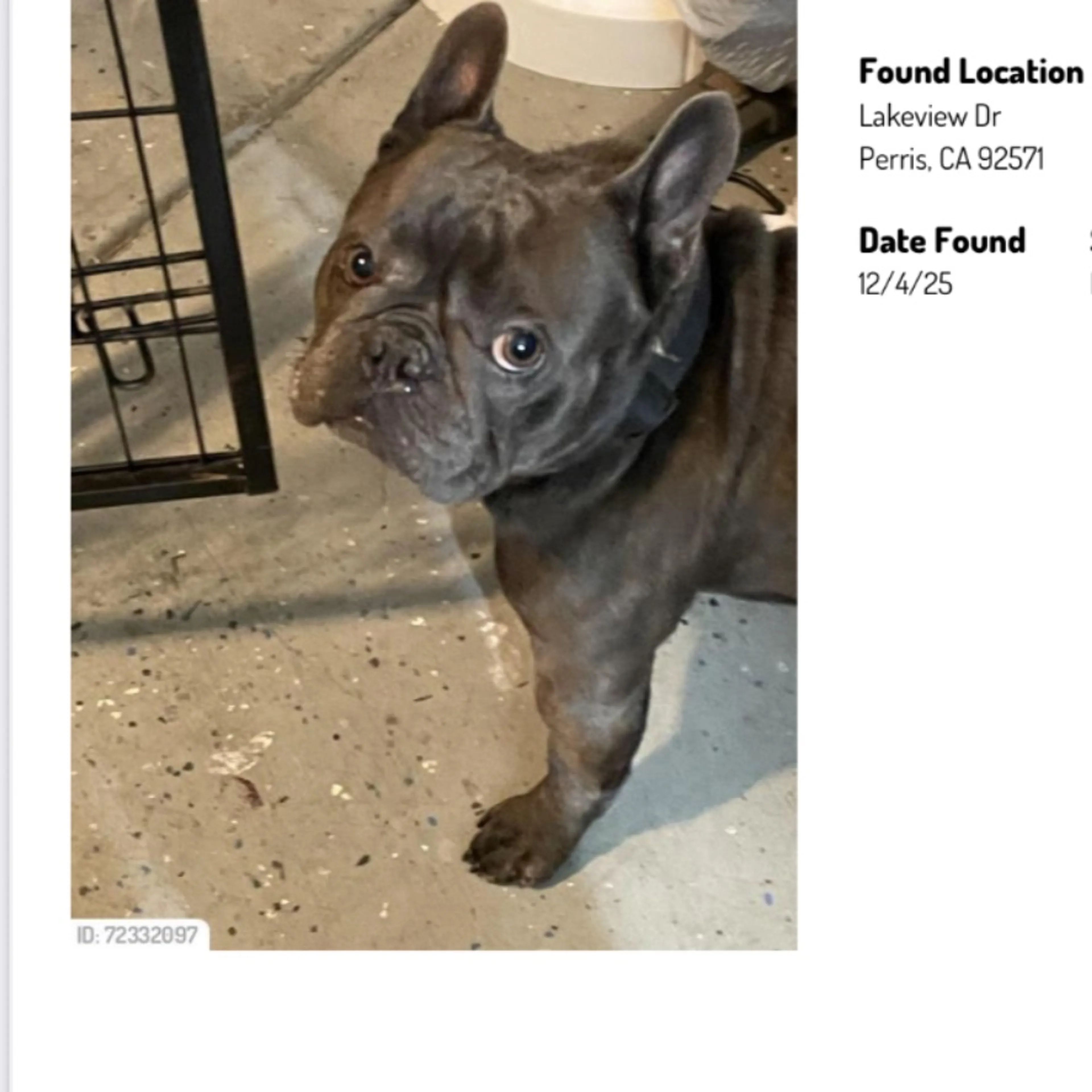 Found pet