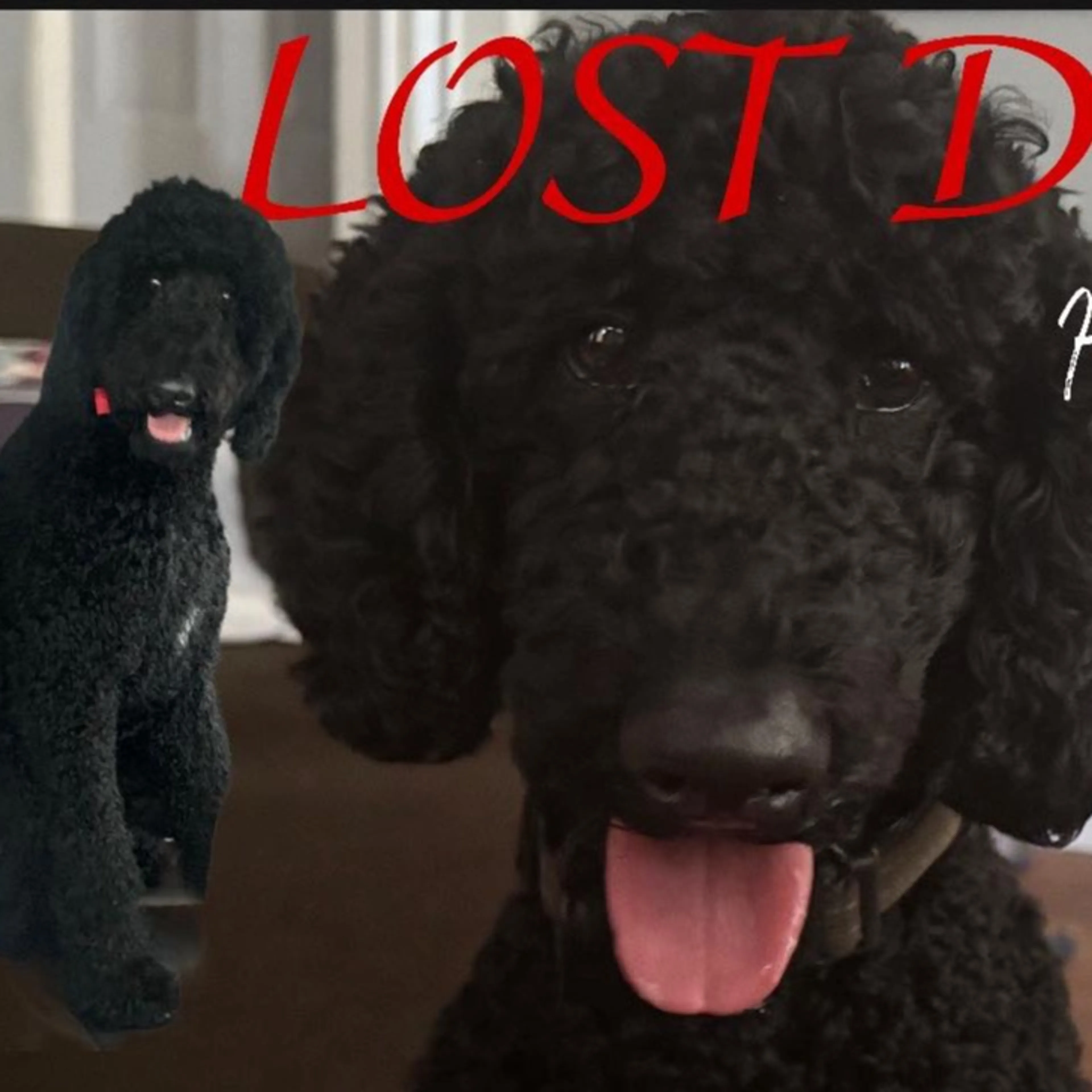 Lost pet