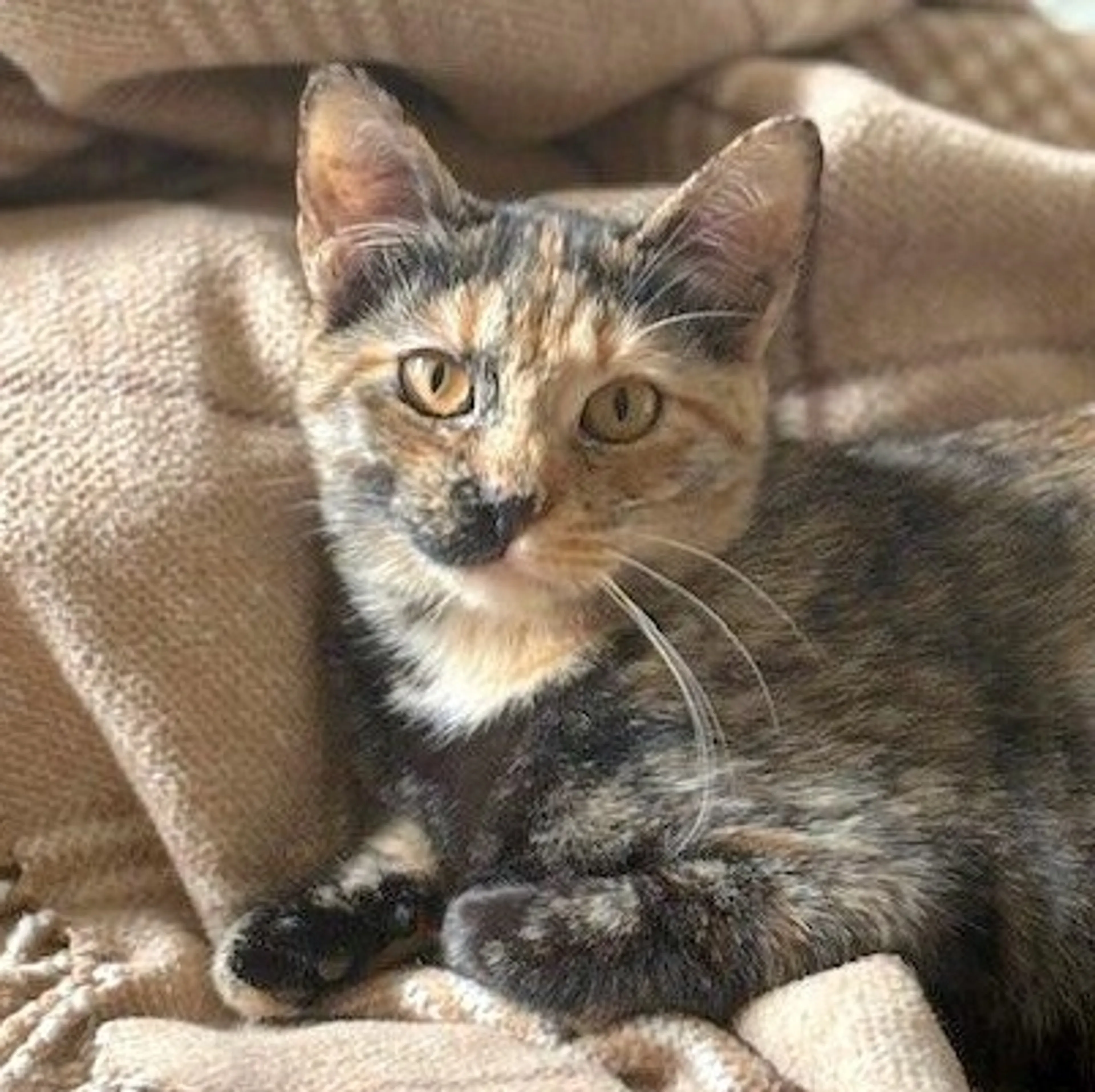 Found pet-4
