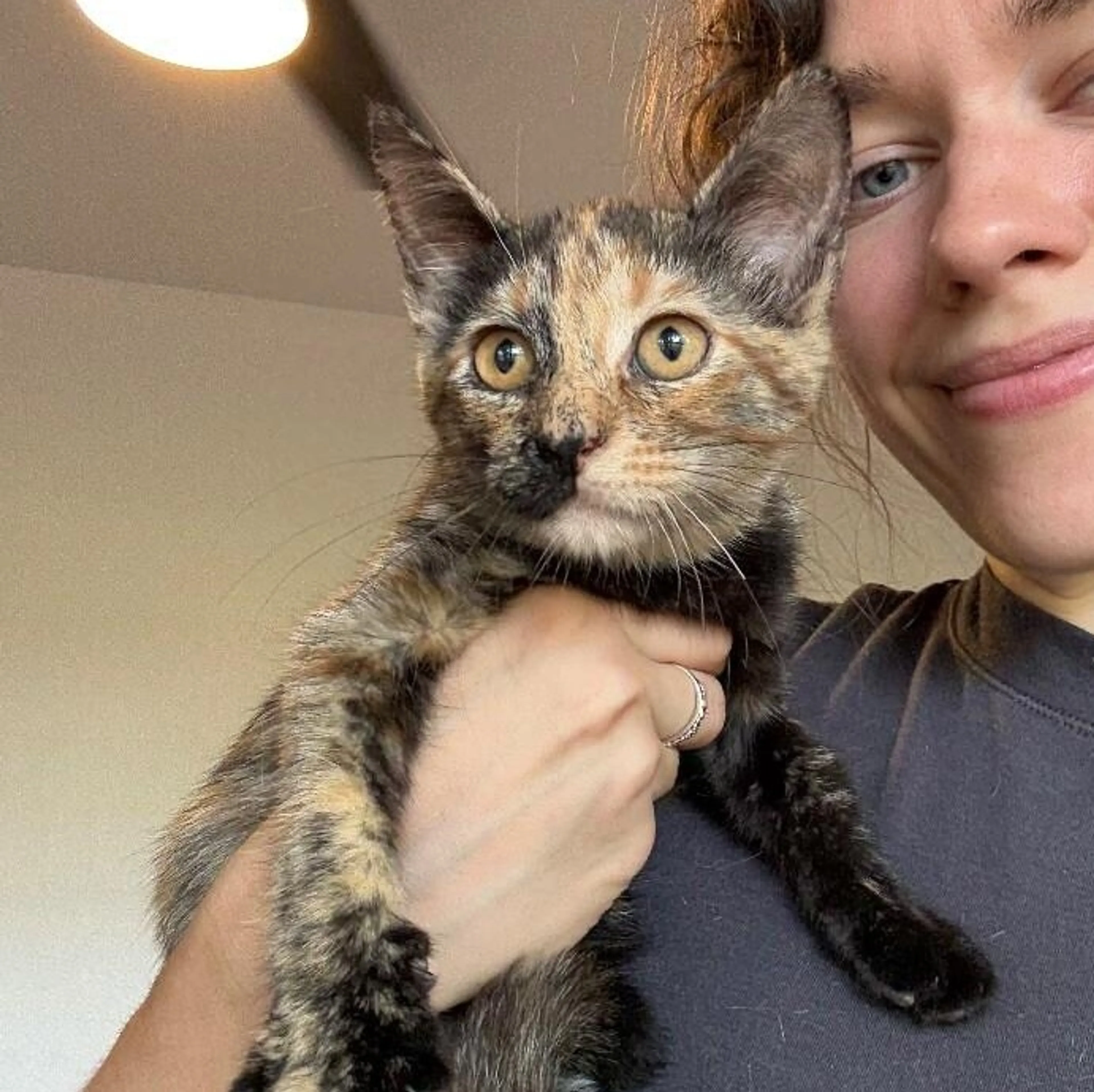 Found pet-3