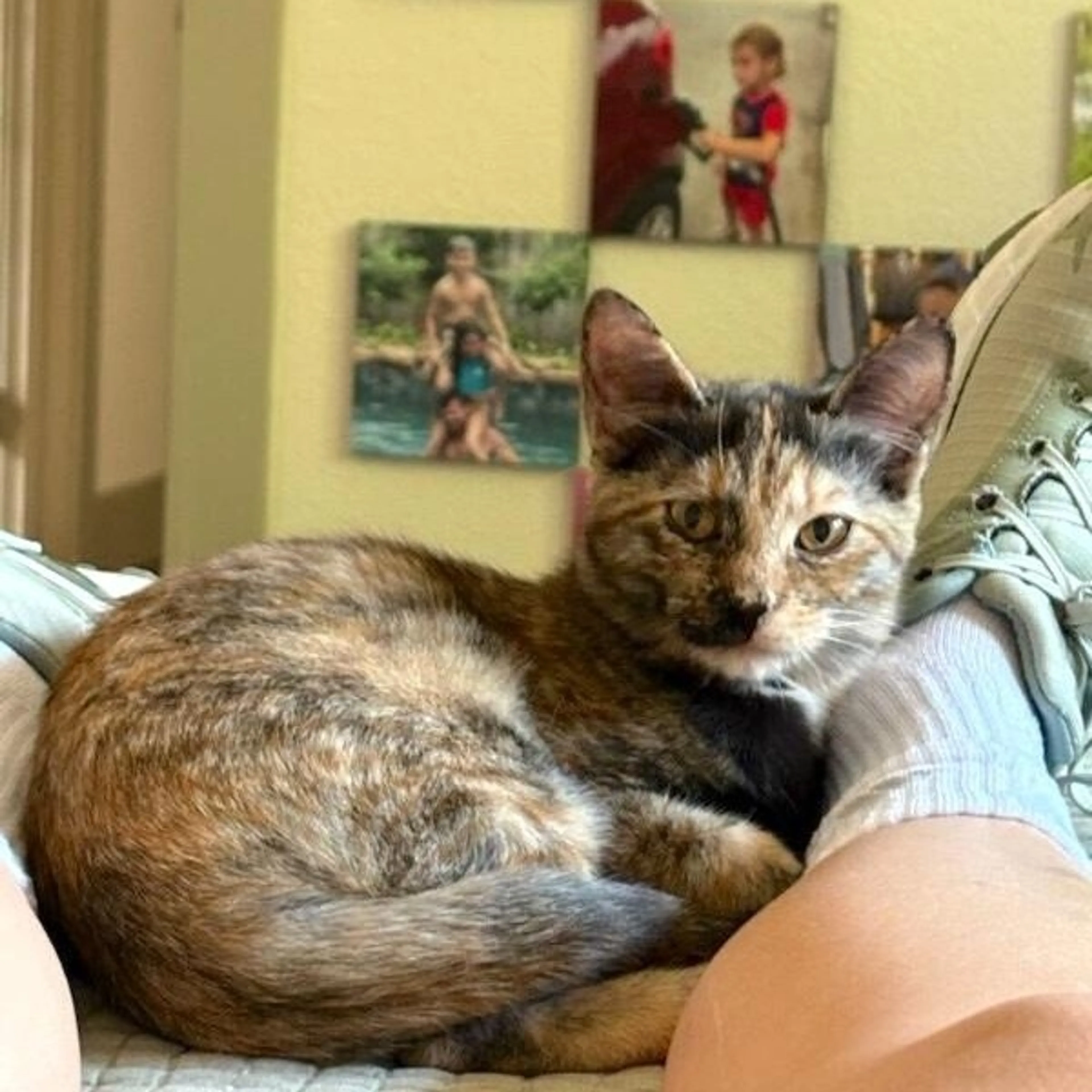 Found pet-1