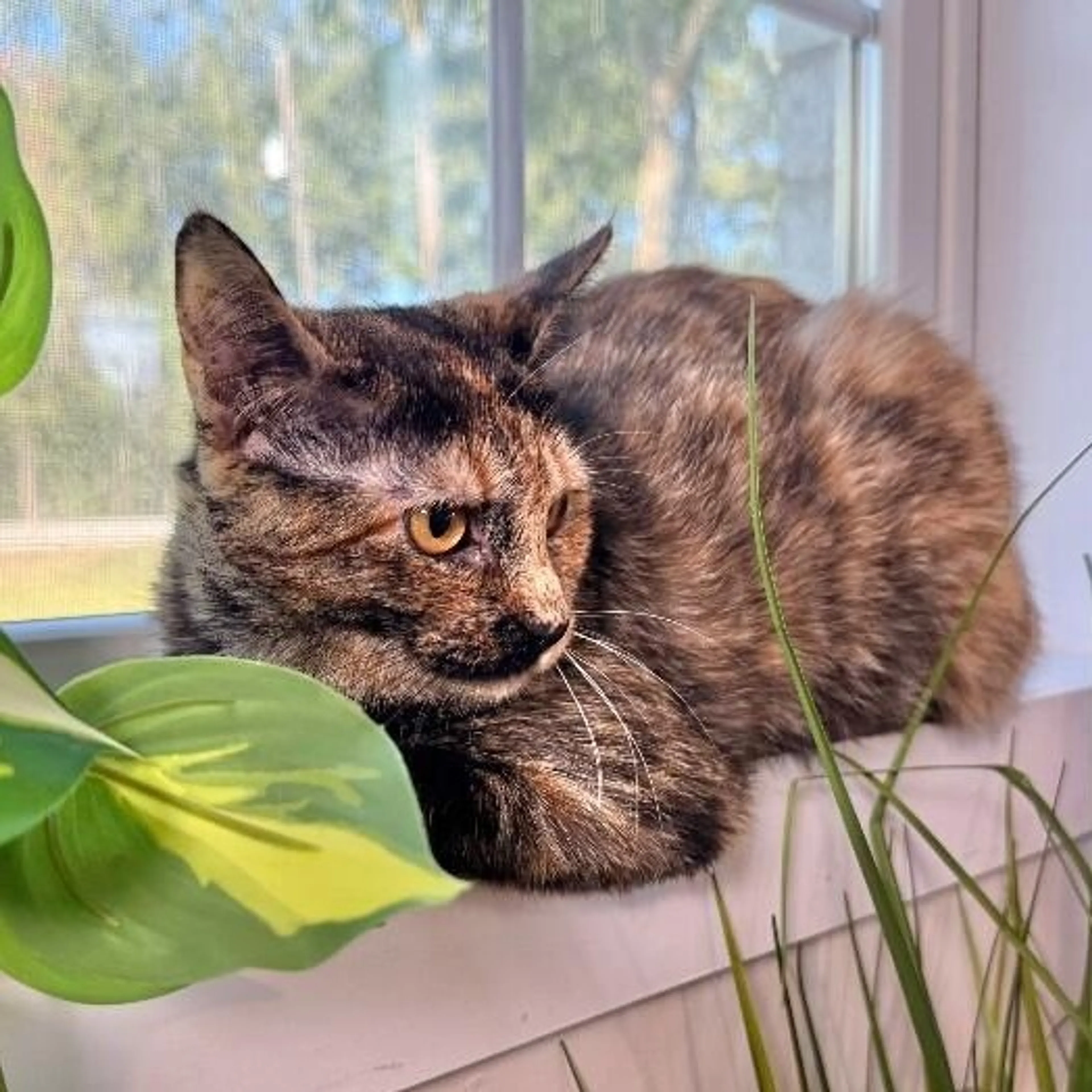 Found pet-2