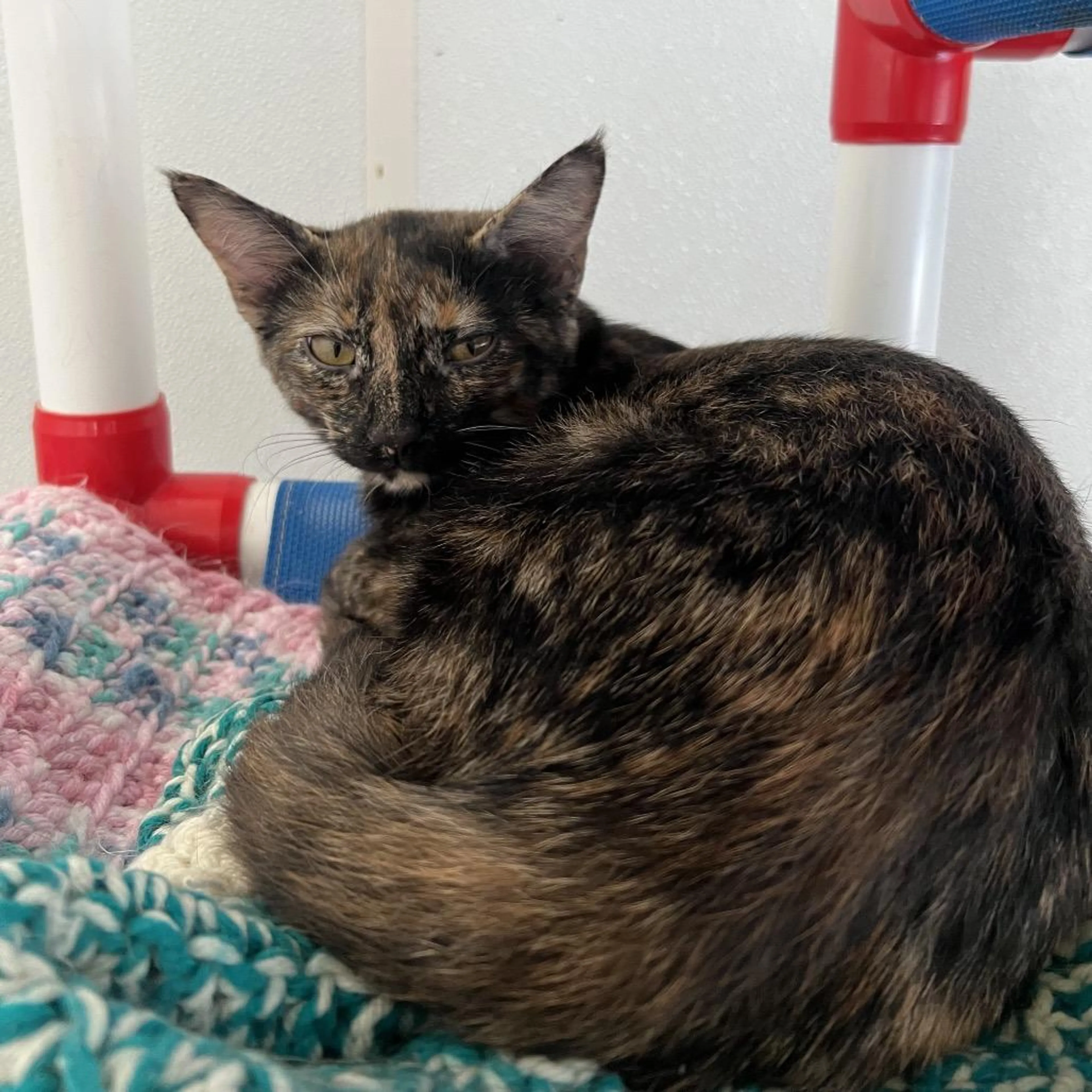 Found pet