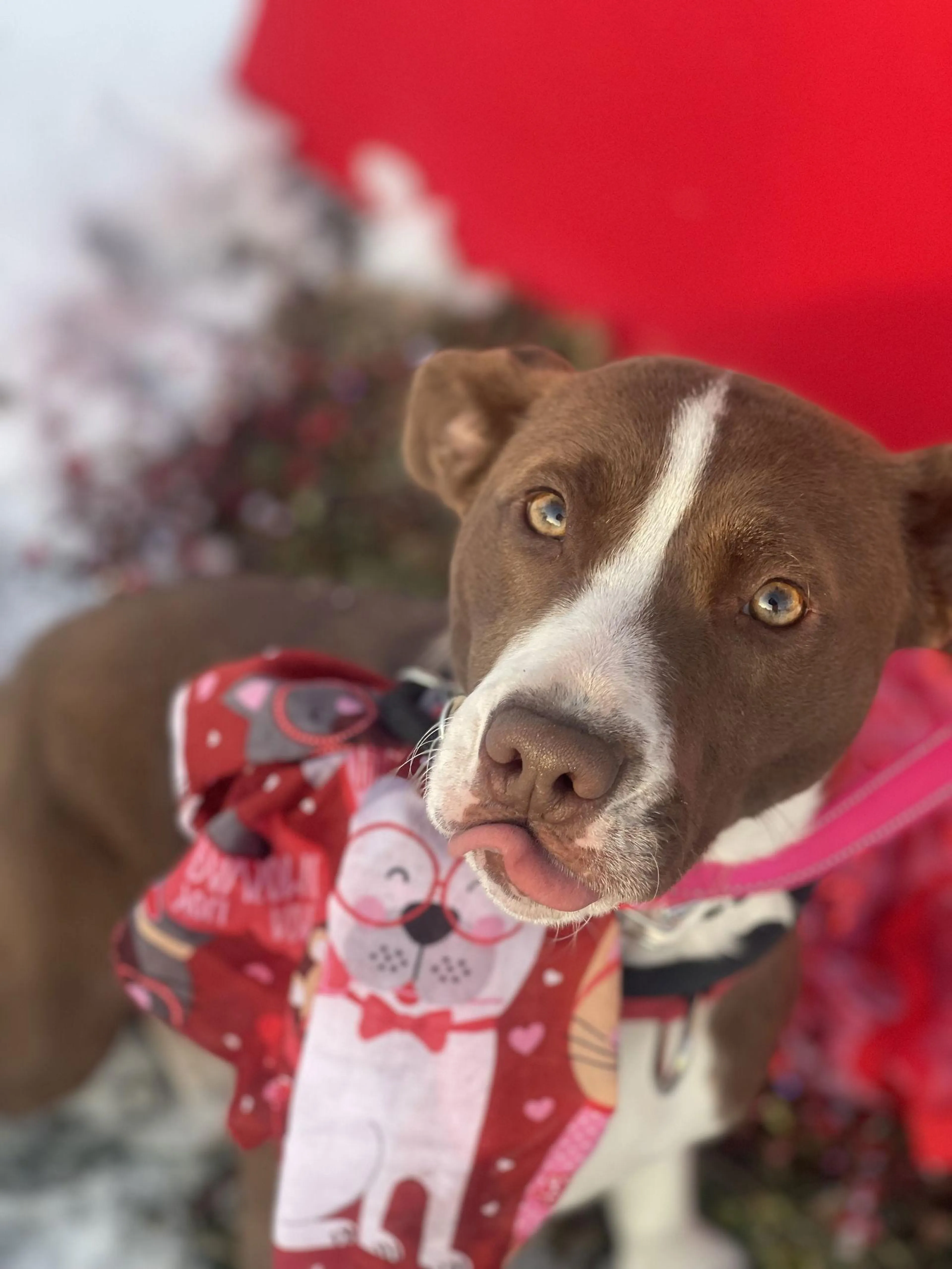 Found pet-1