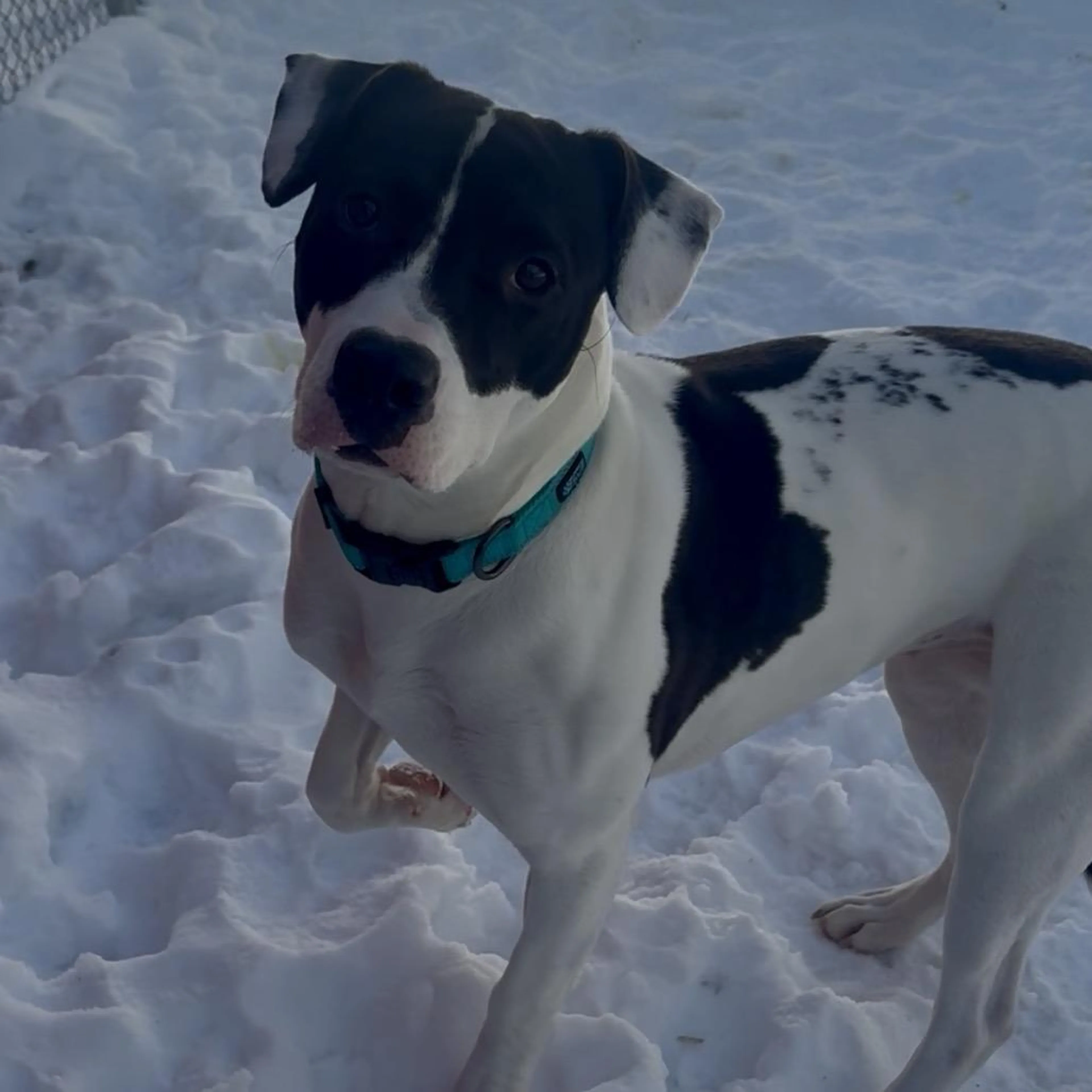 Found pet-1