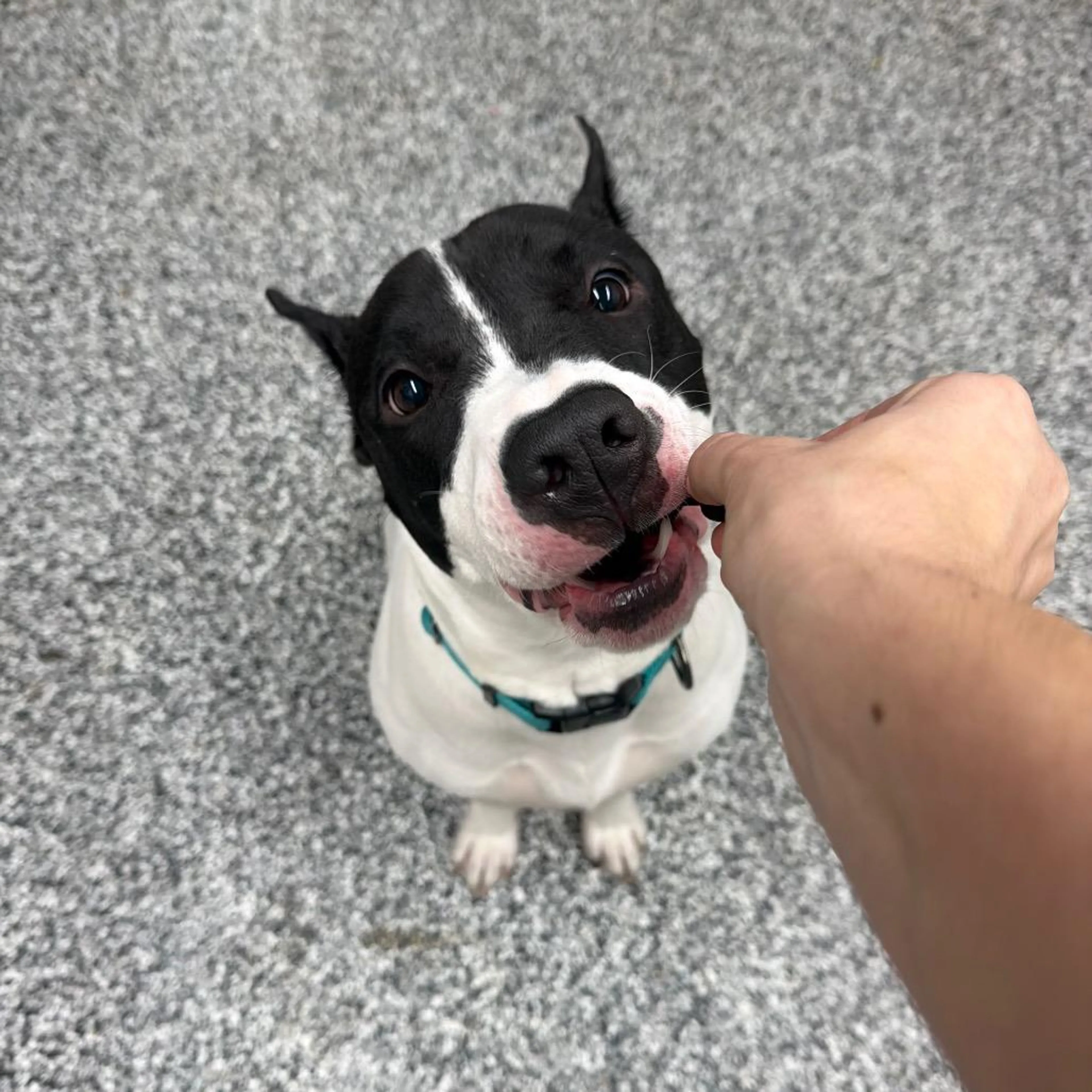 Found pet-0