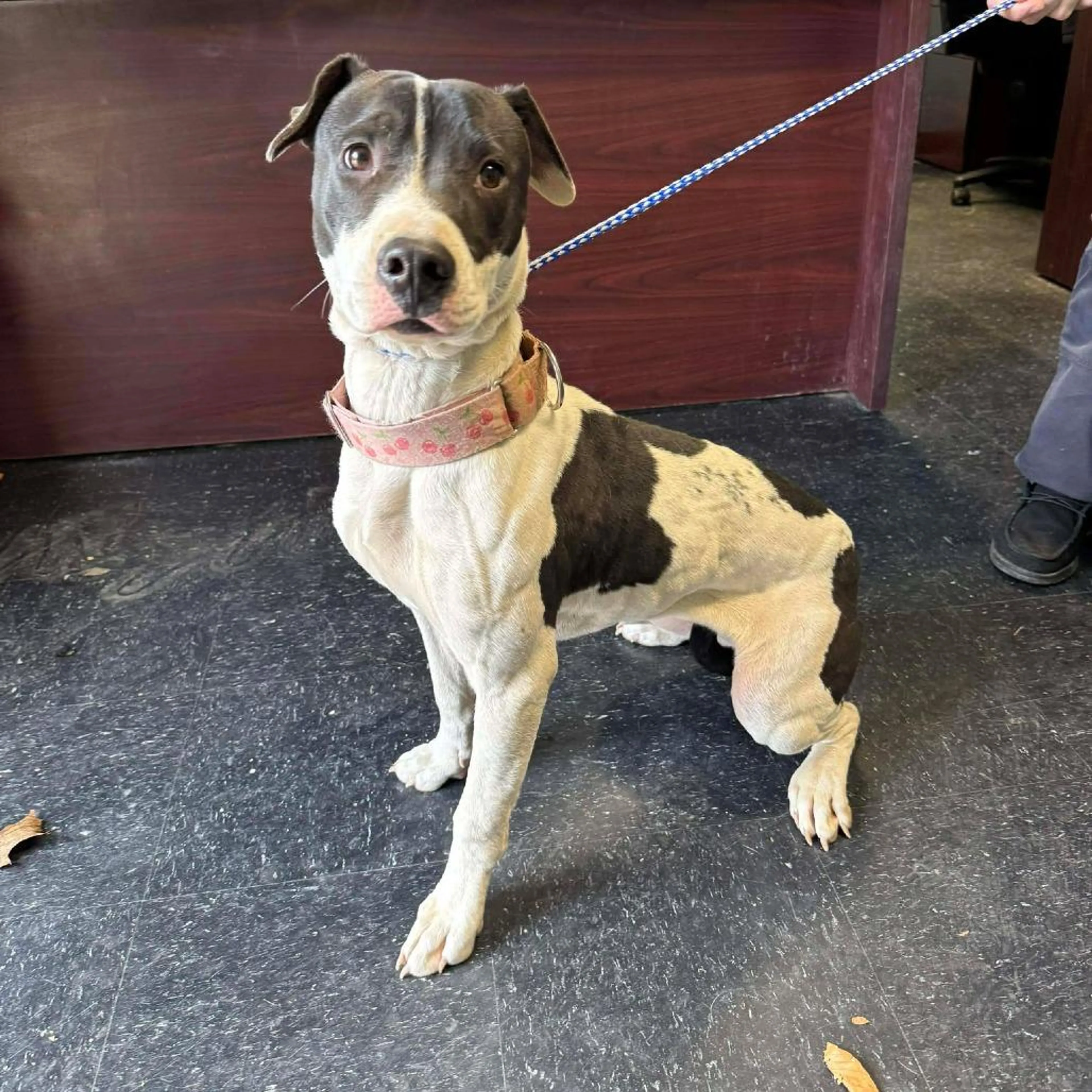 Found pet-5