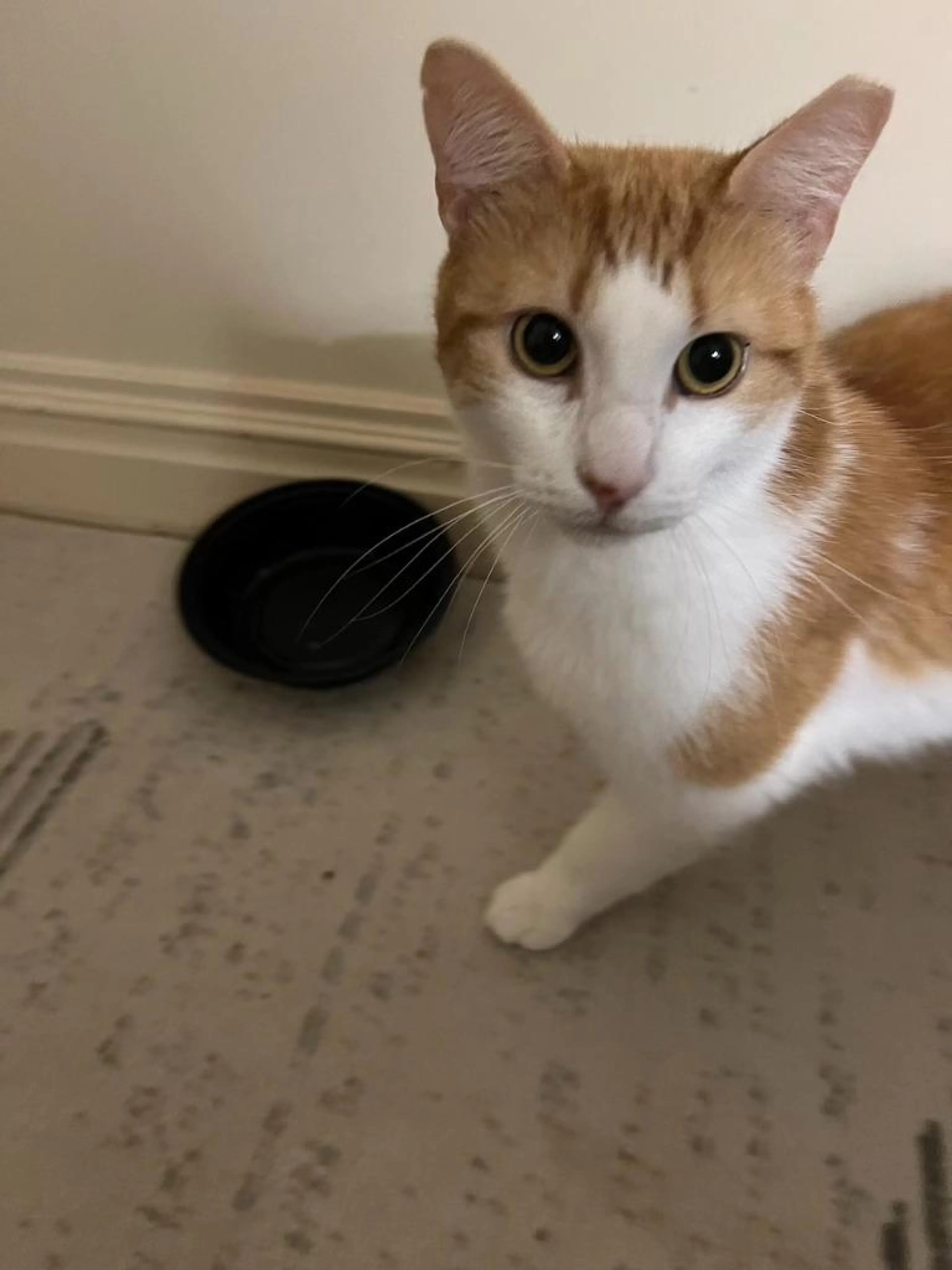 Found pet-3