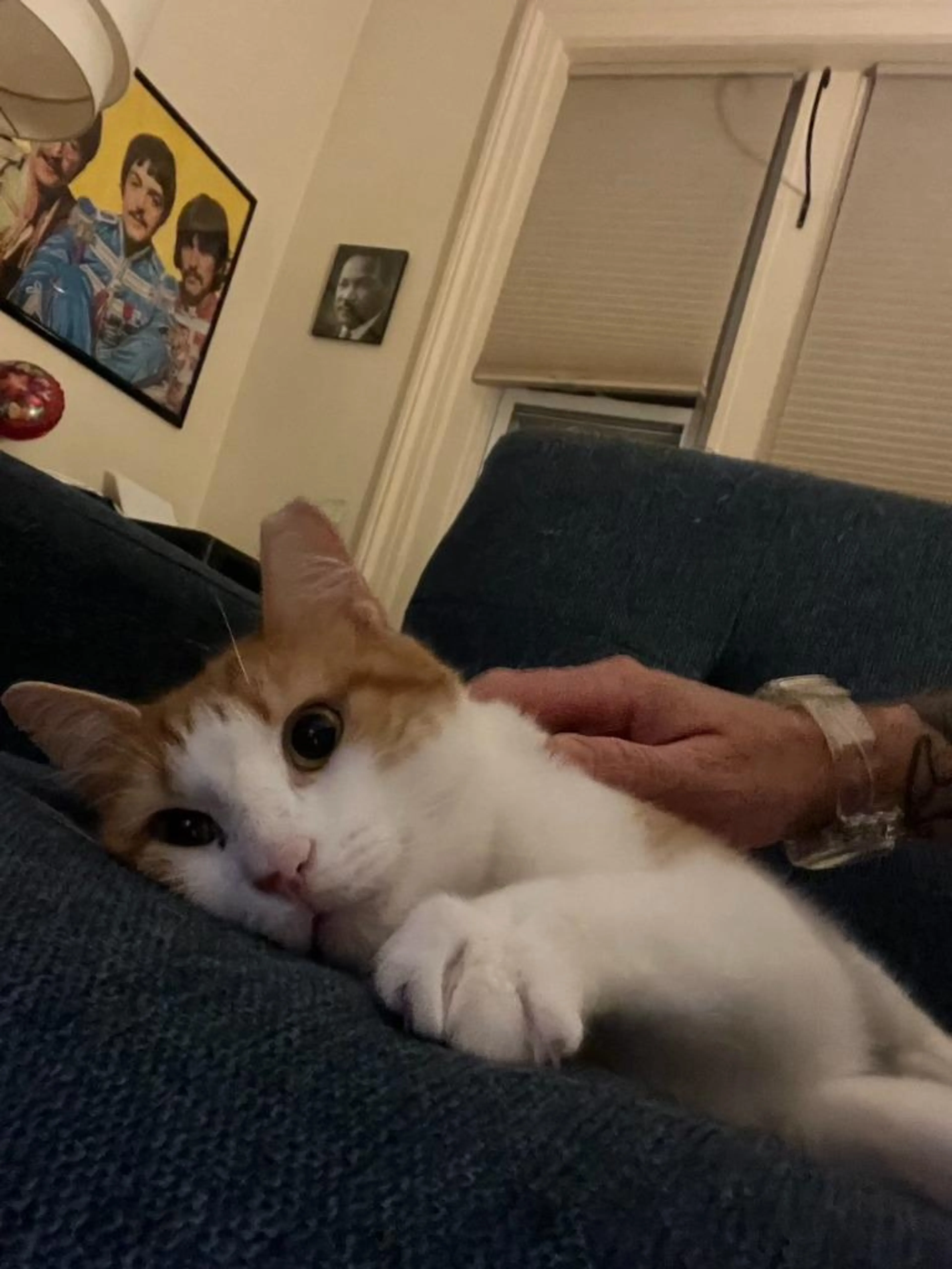Found pet-2