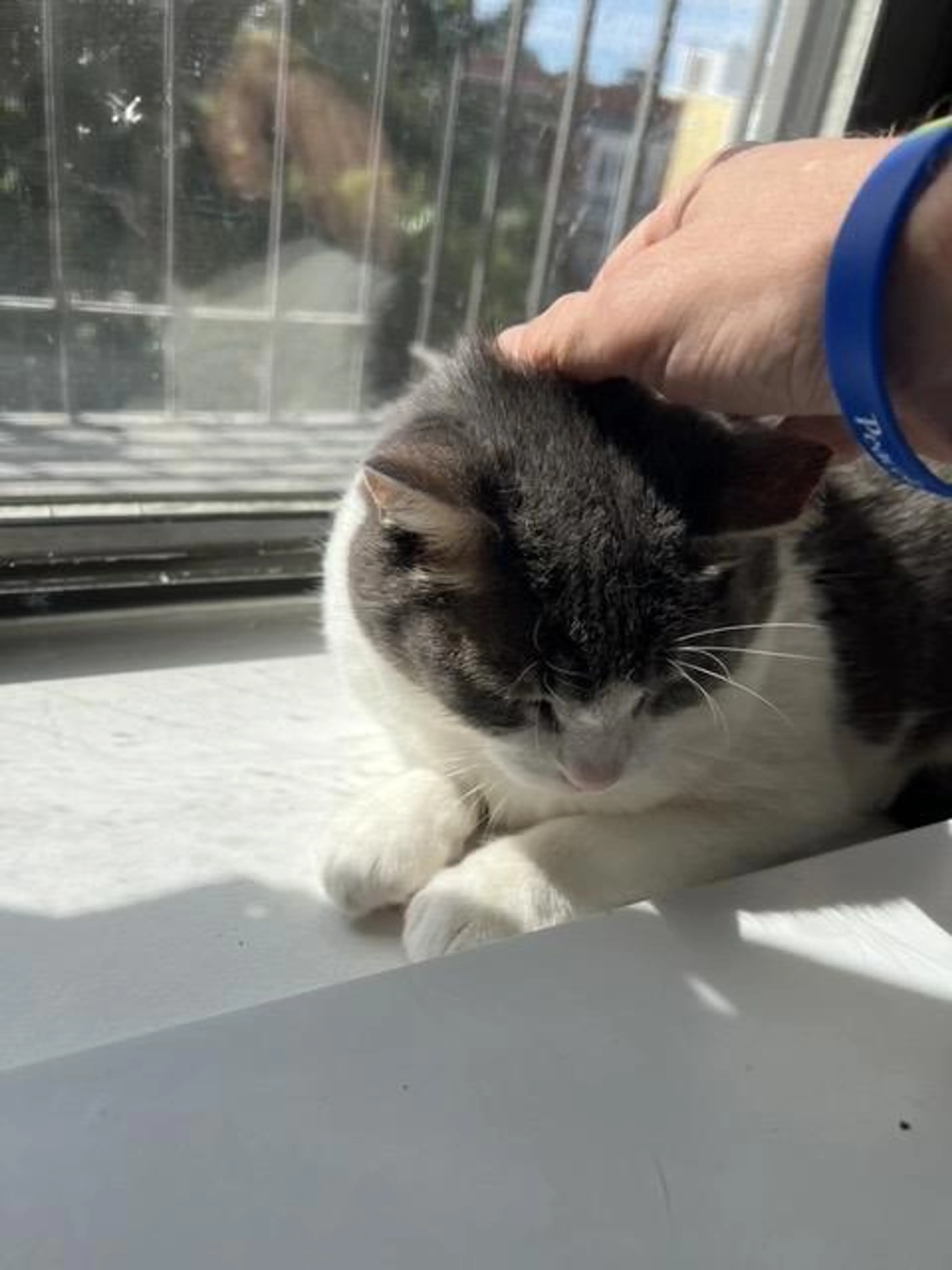 Found pet-3