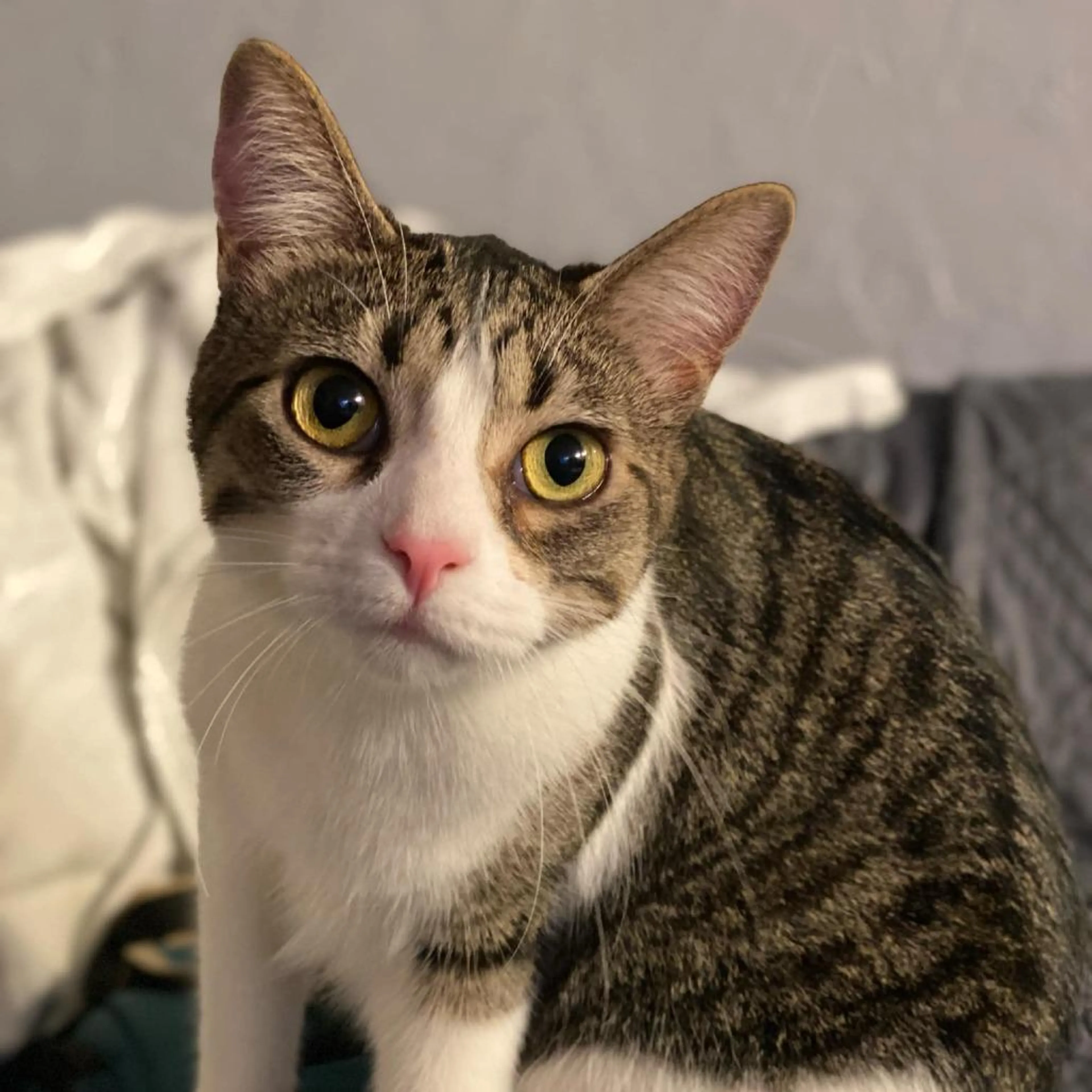 Found pet-2