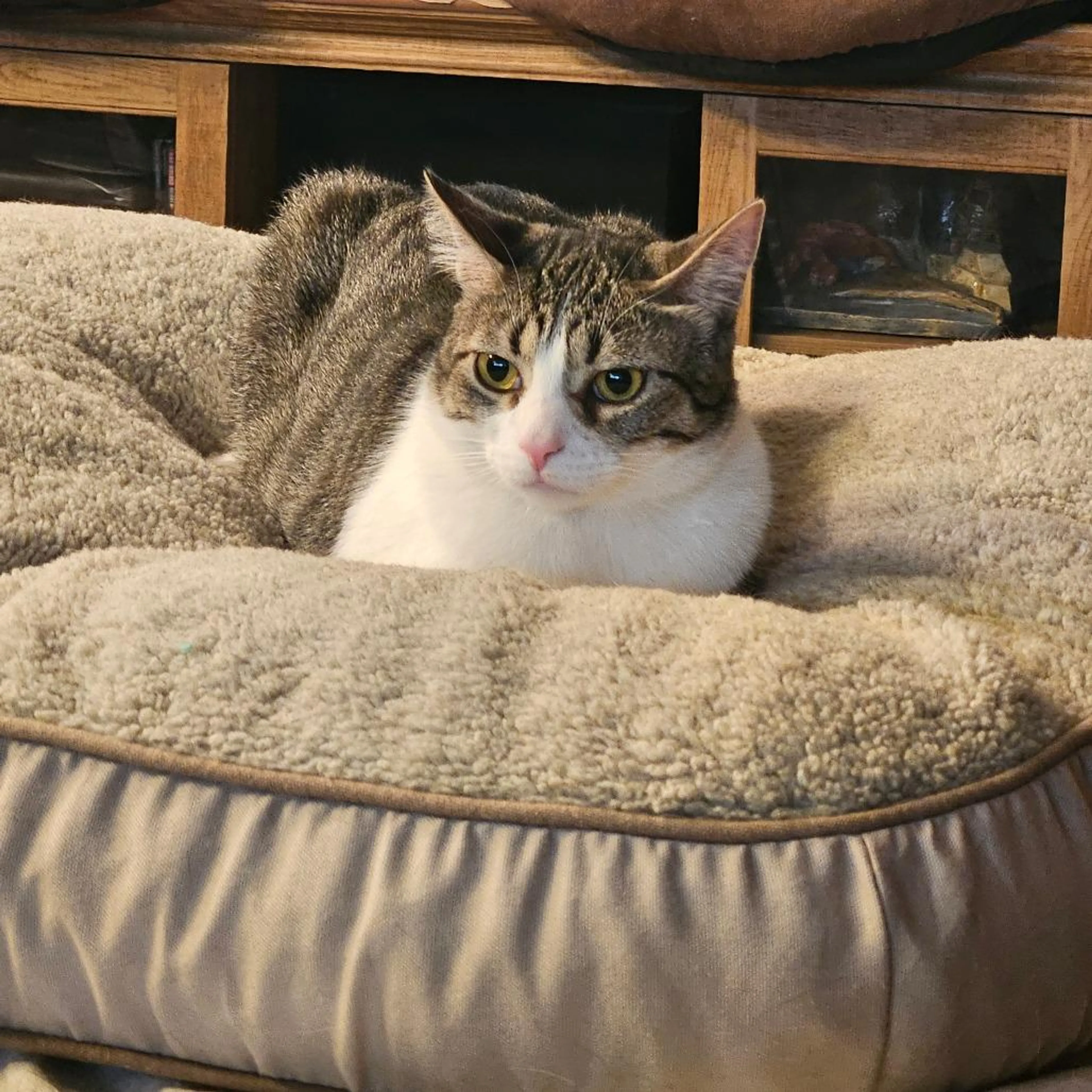 Found pet-3