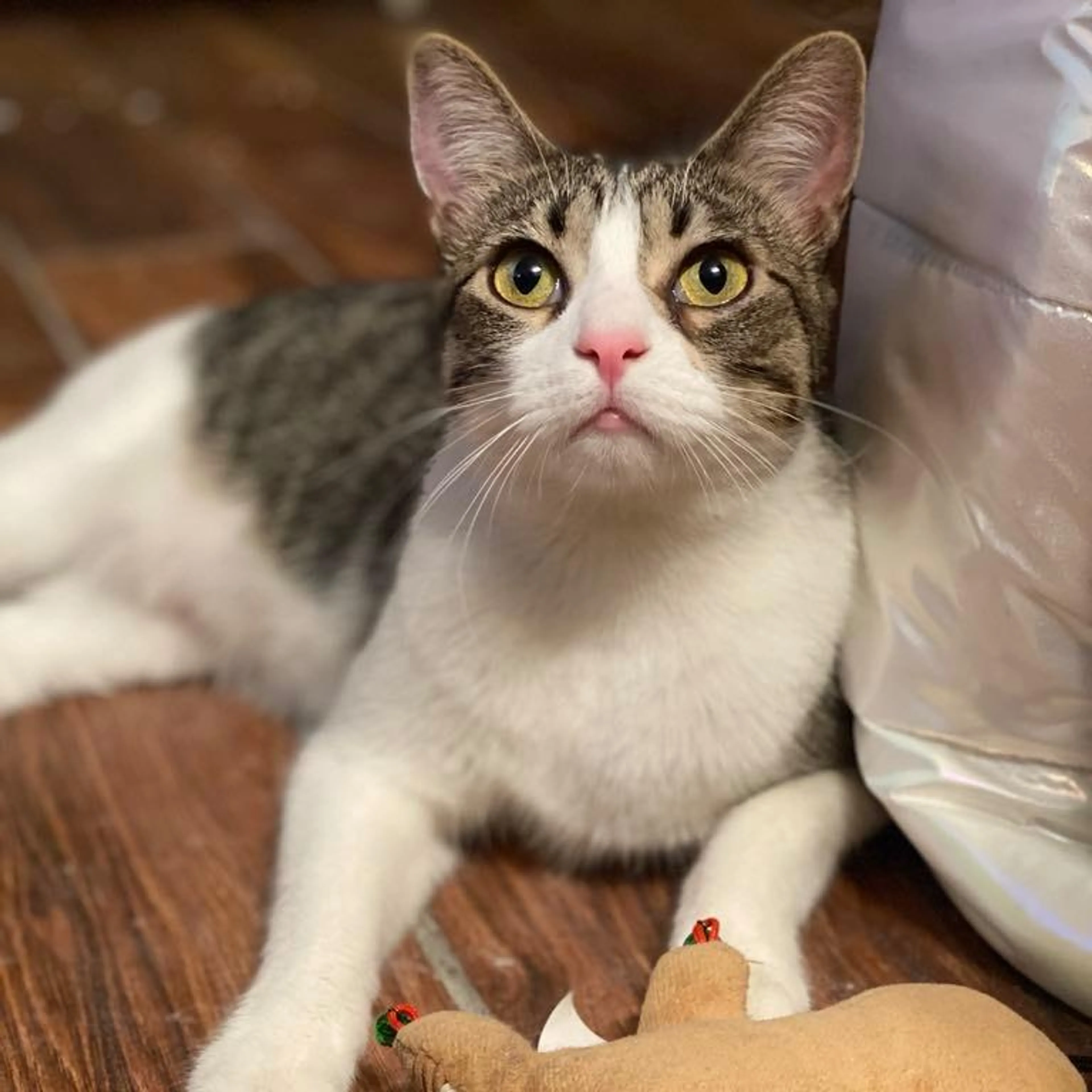 Found pet-4