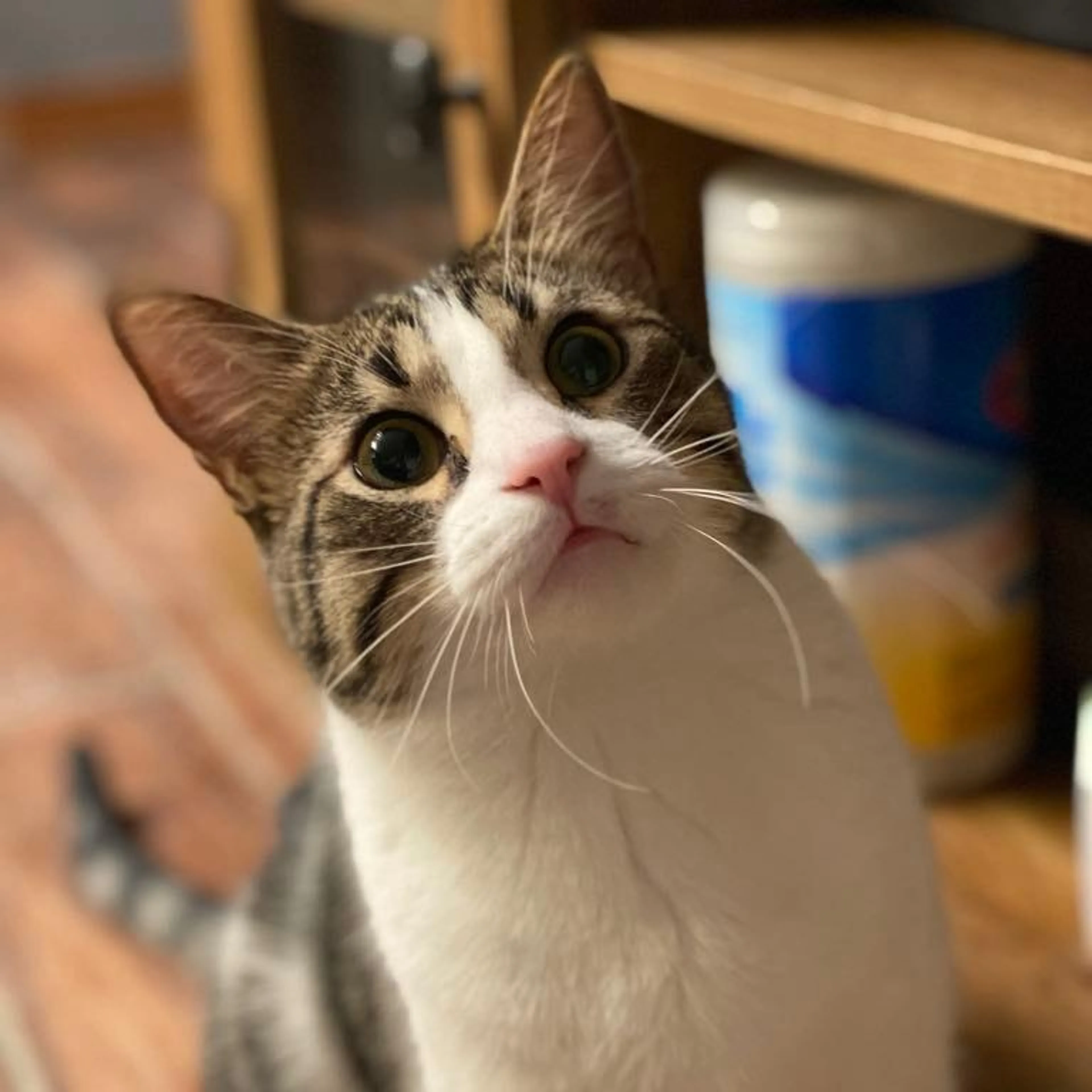 Found pet-0