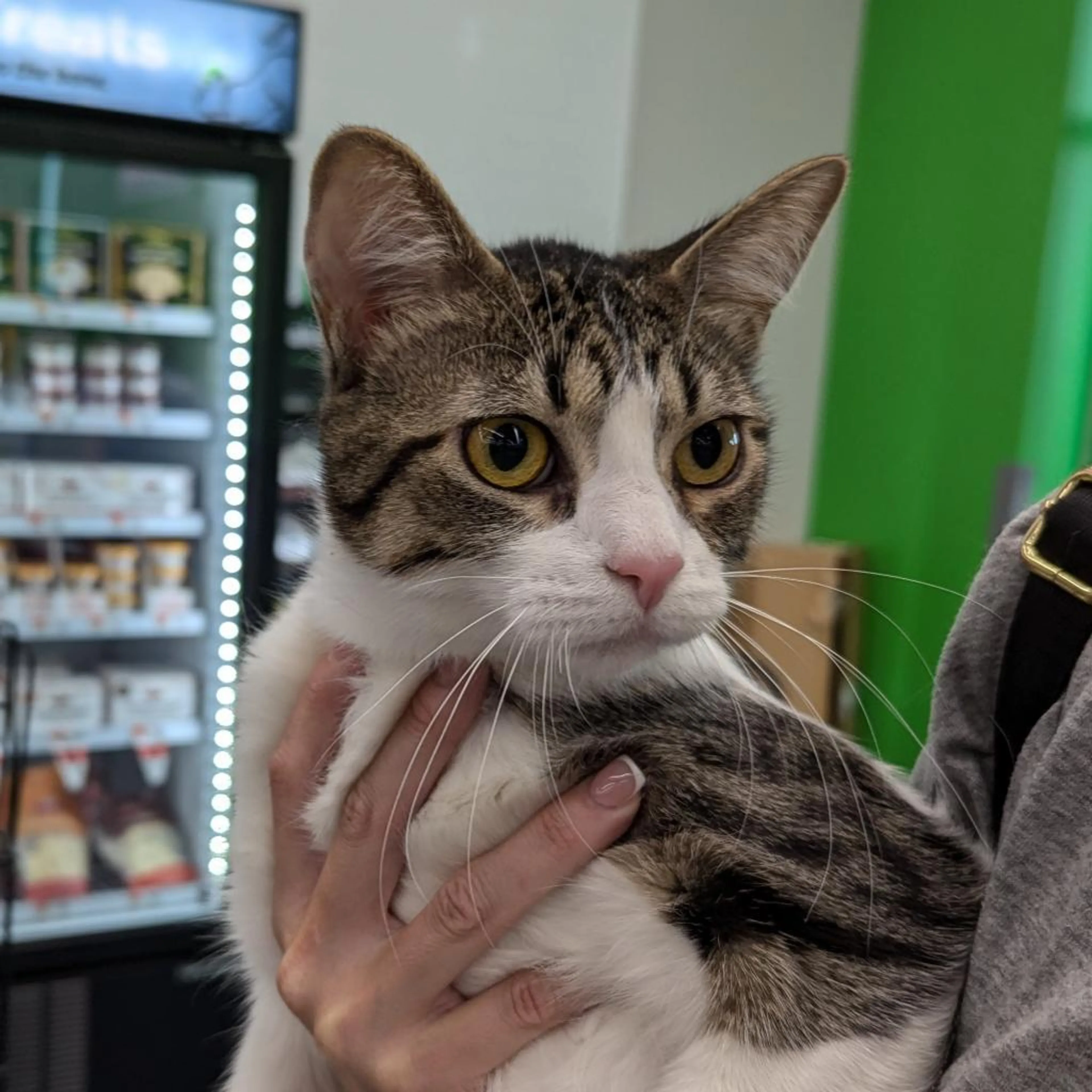 Found pet-1
