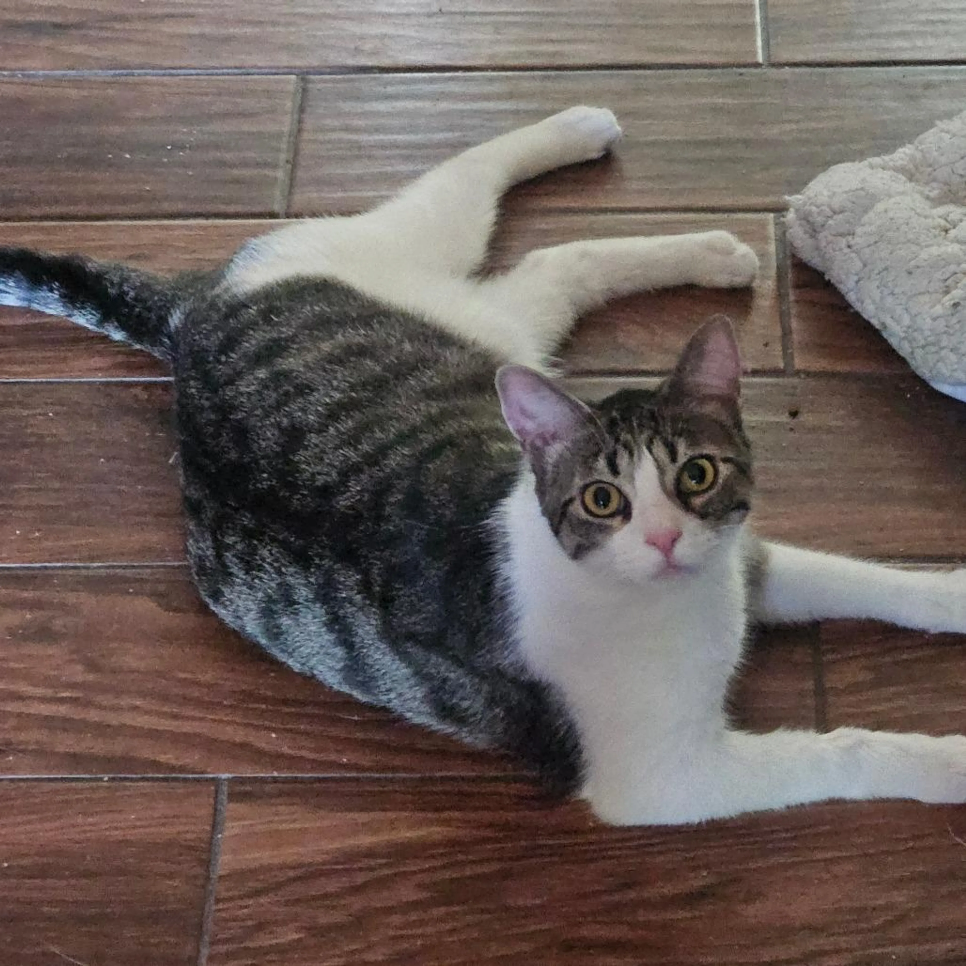 Found pet-5