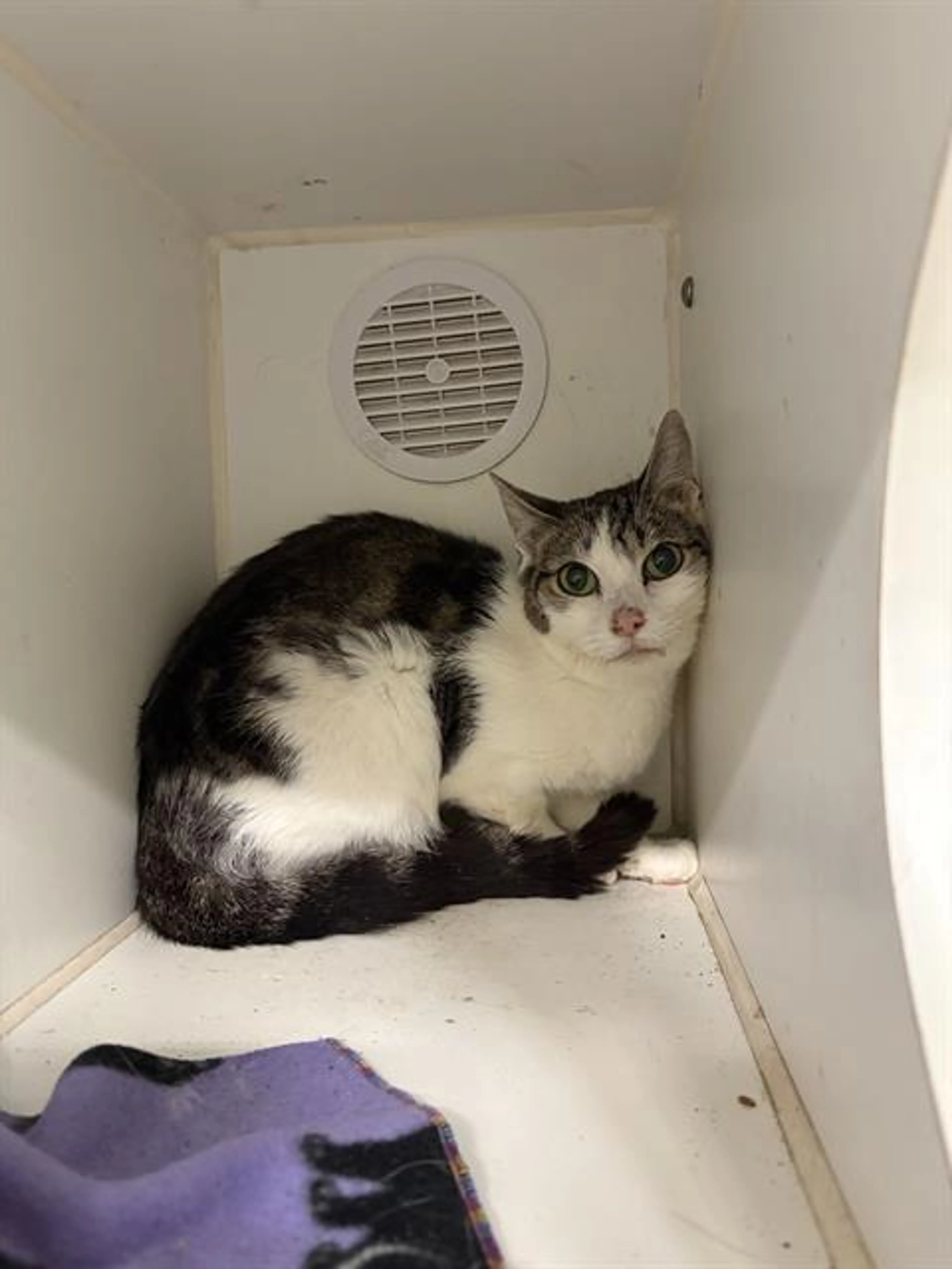 Found pet