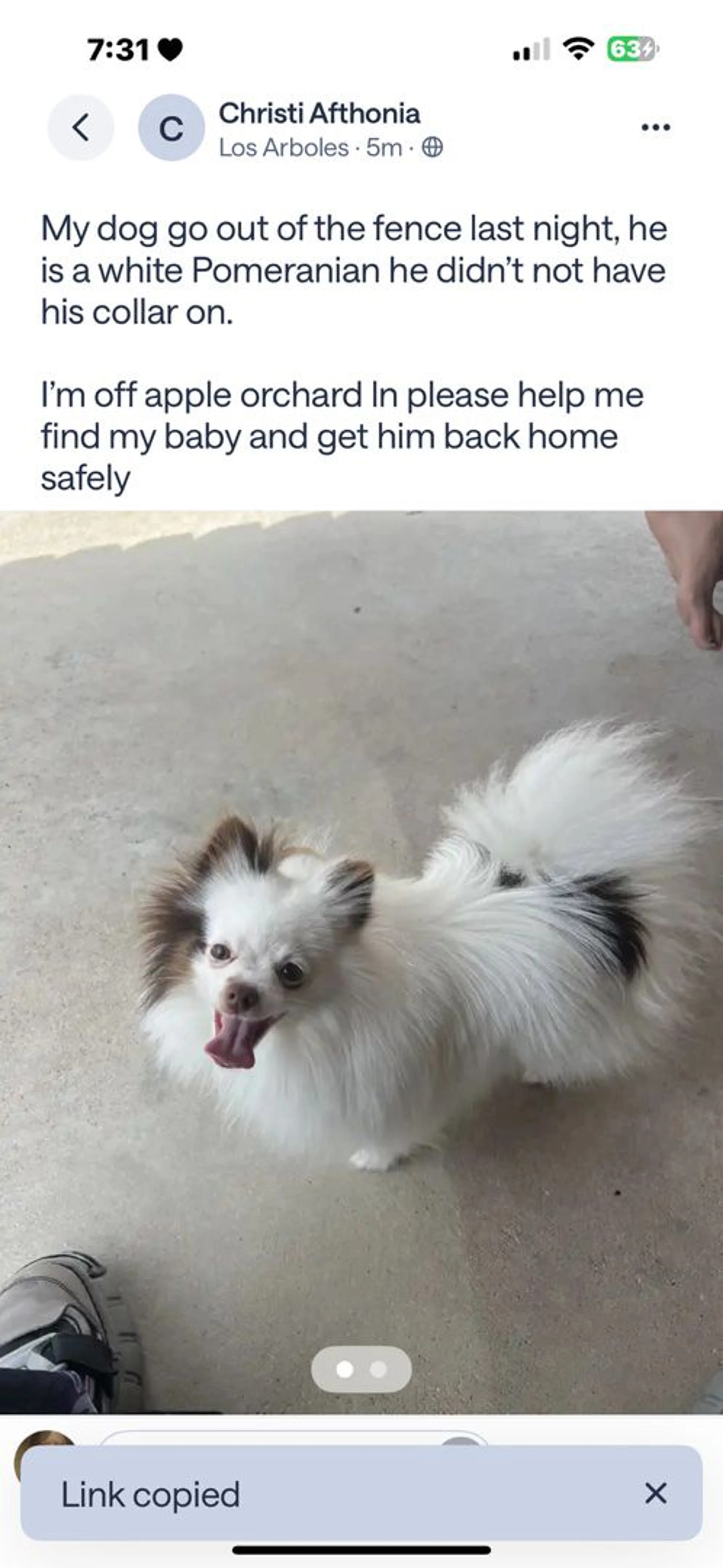 Lost pet