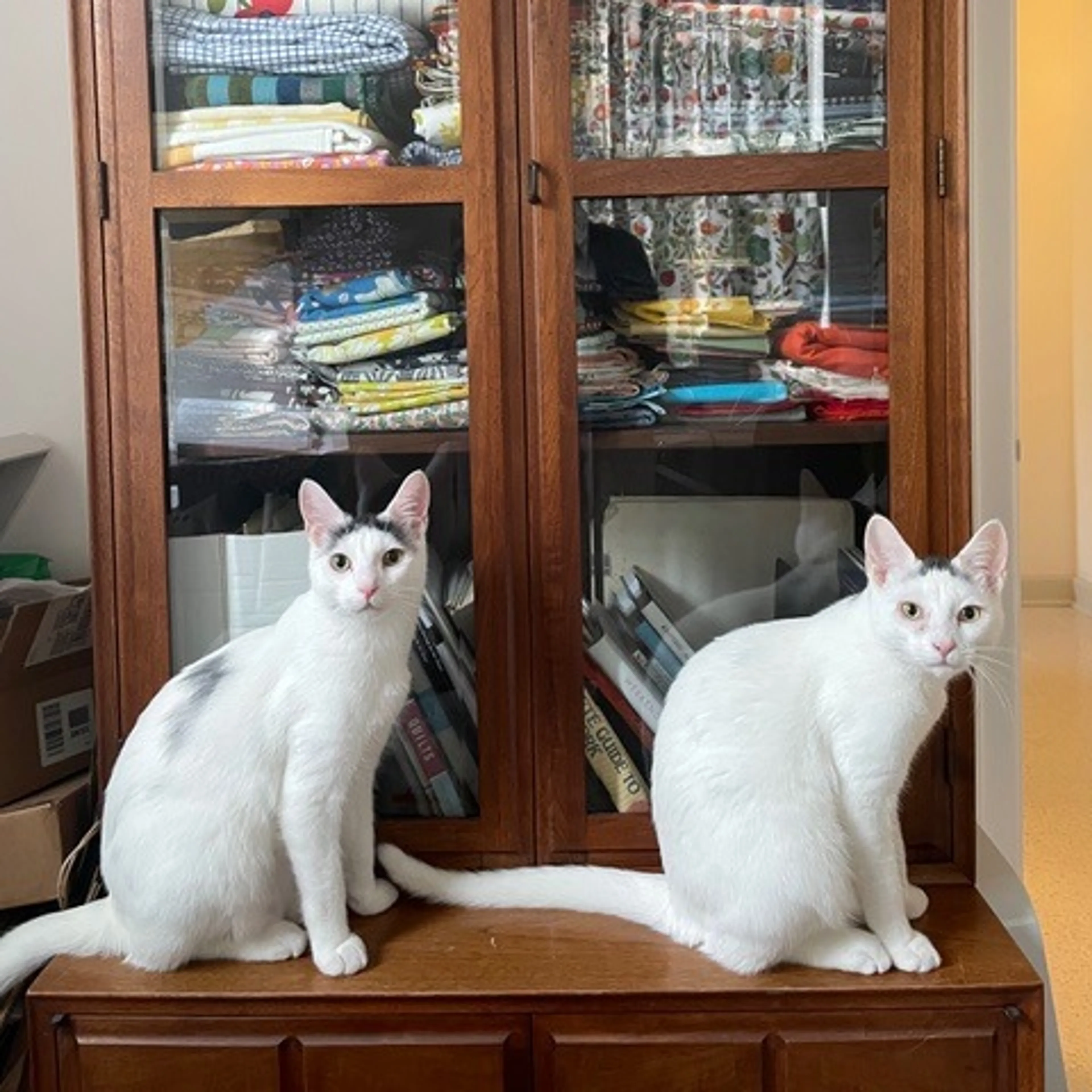 Found pet-8