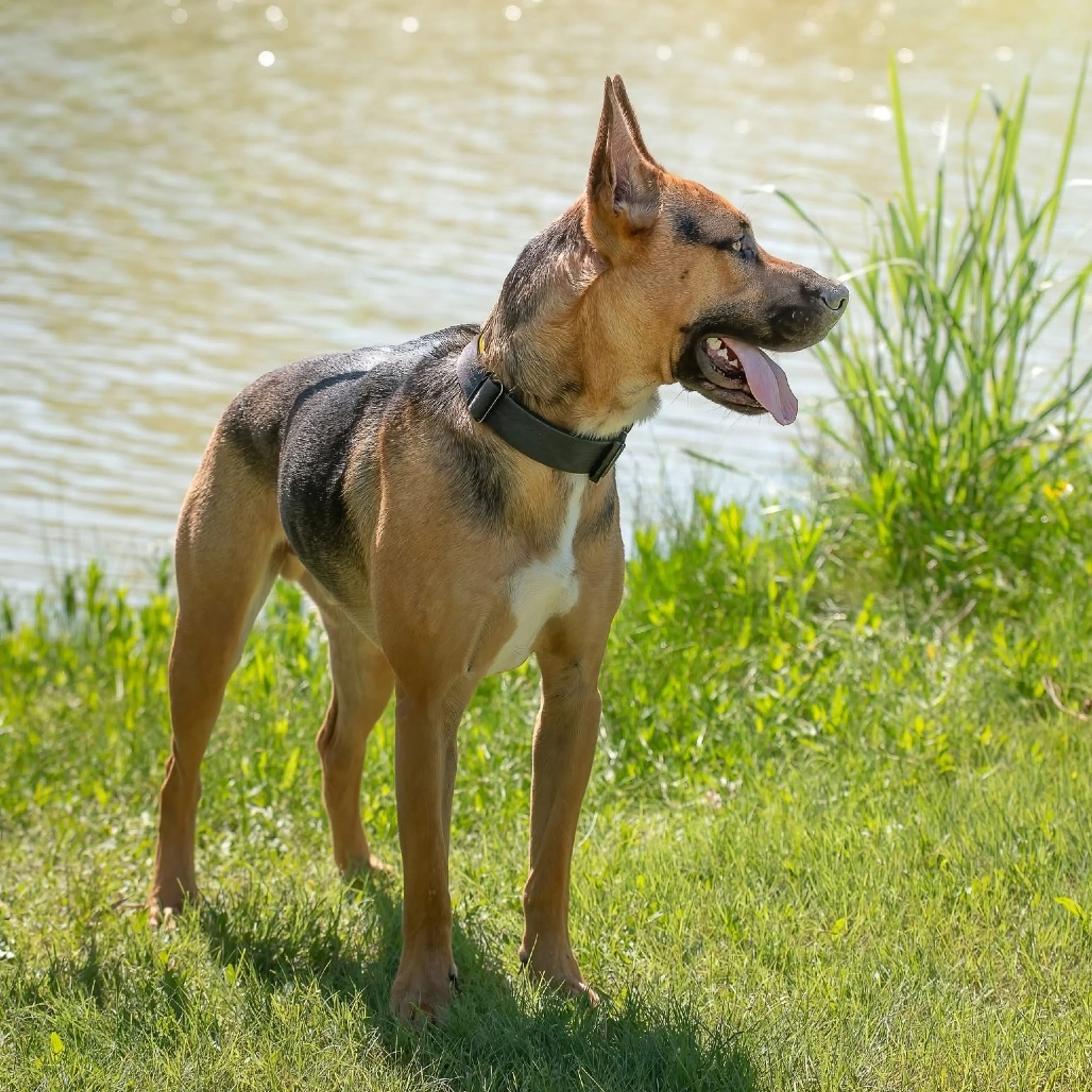 Found pet-26