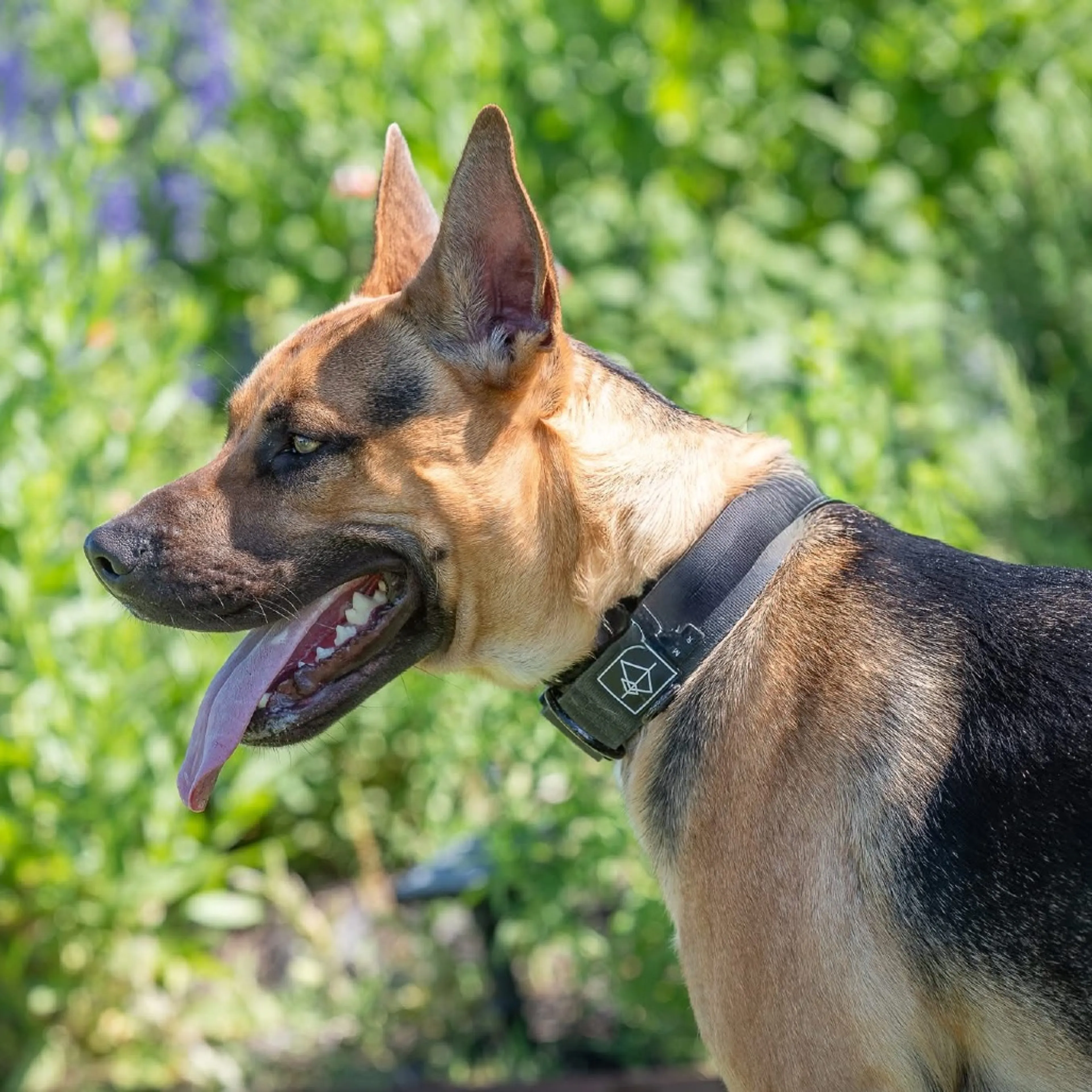 Found pet-22