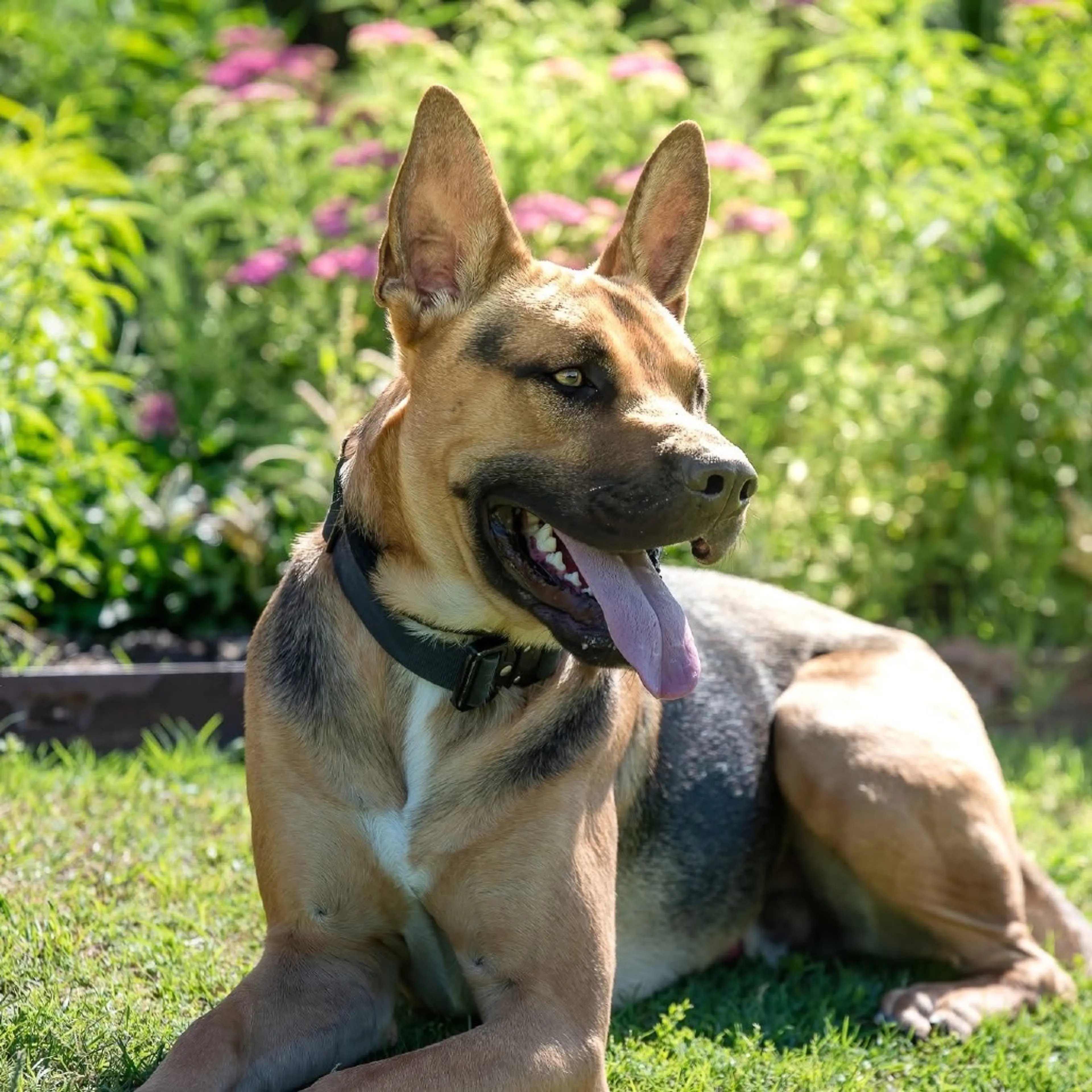 Found pet-24