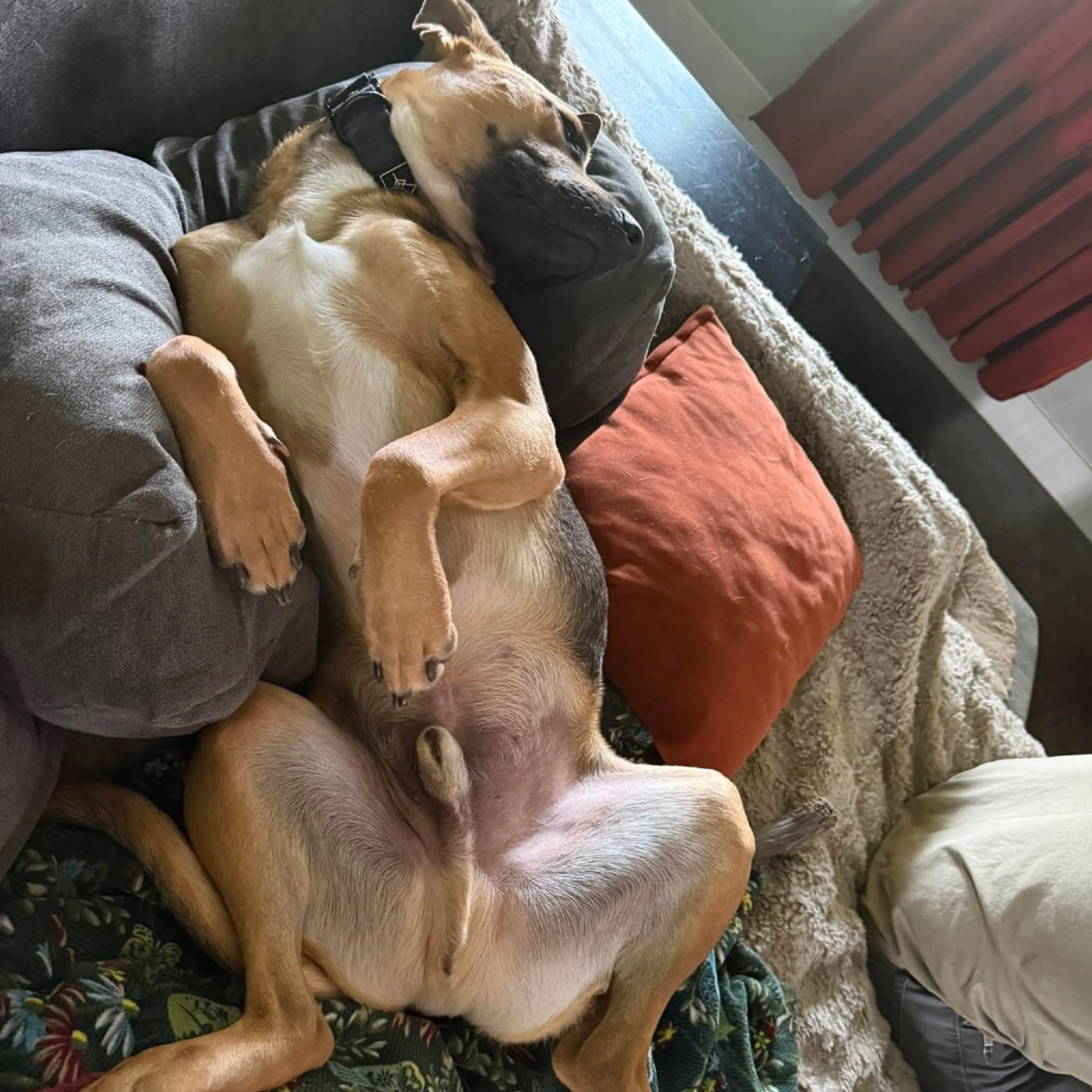 Found pet-21